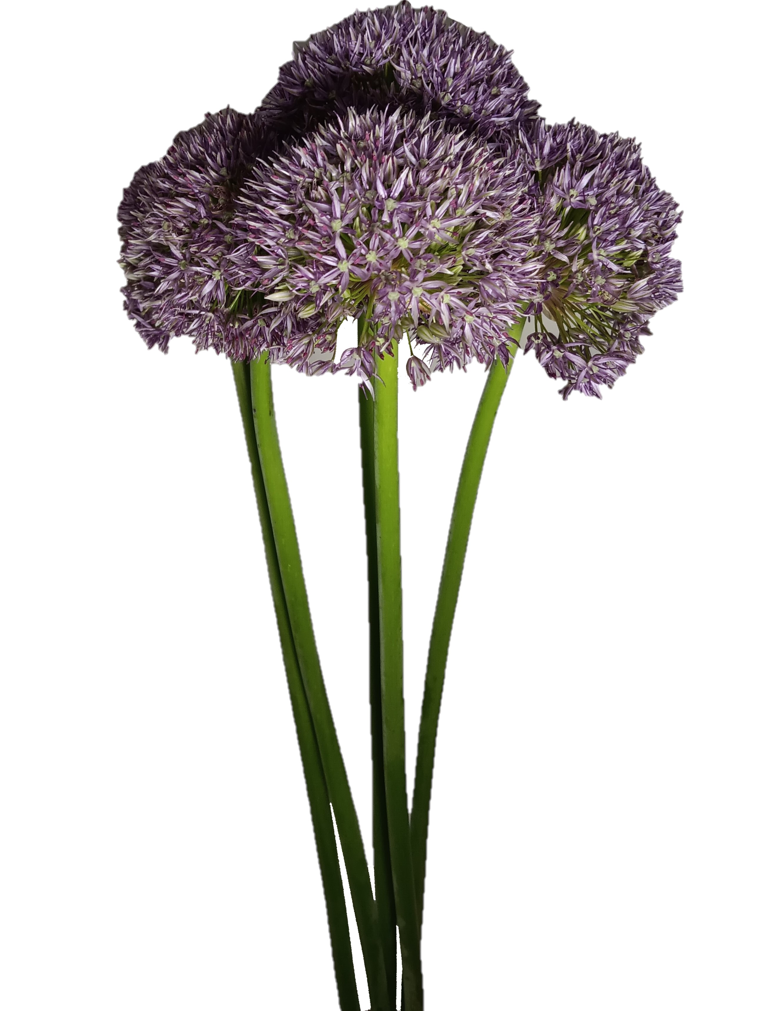 Allium