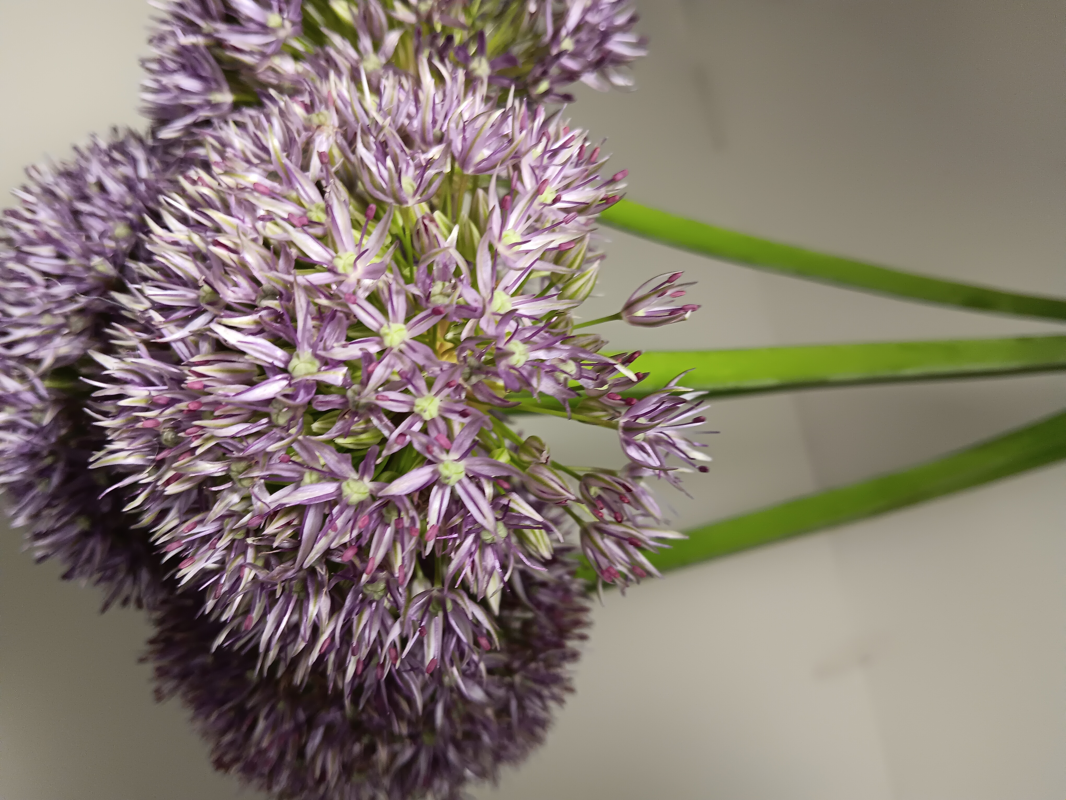 Allium