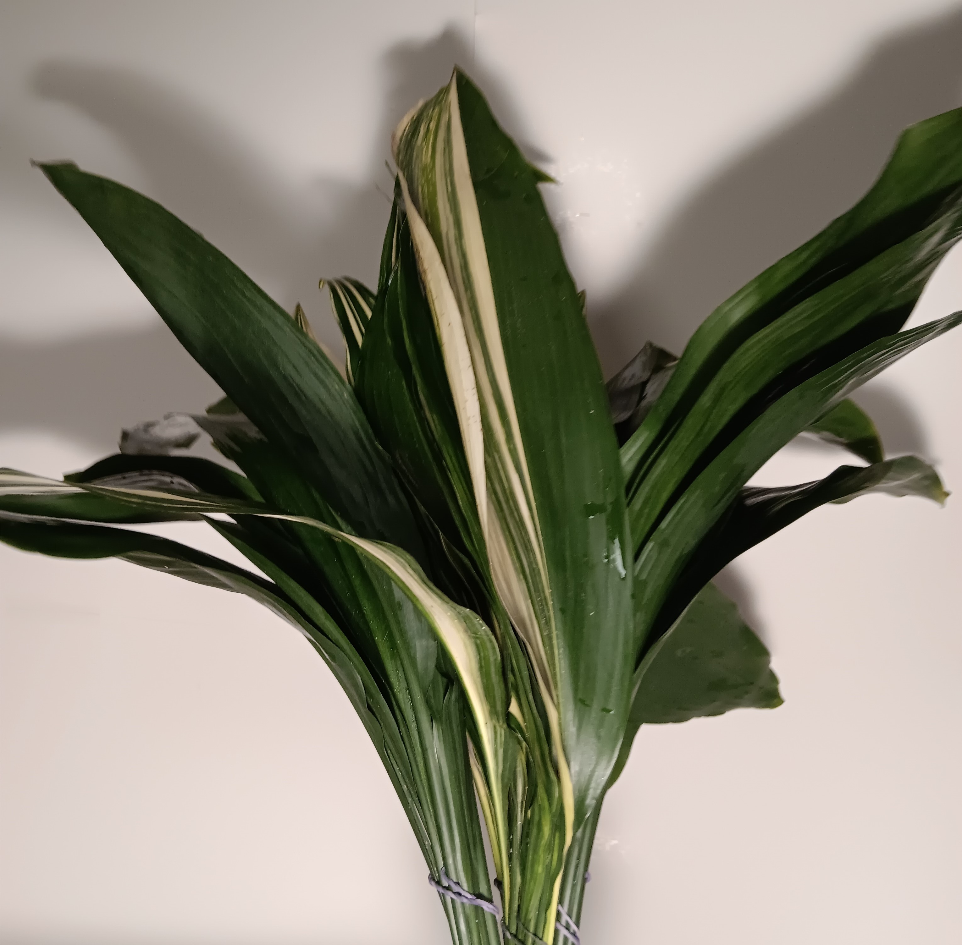Aspidistra