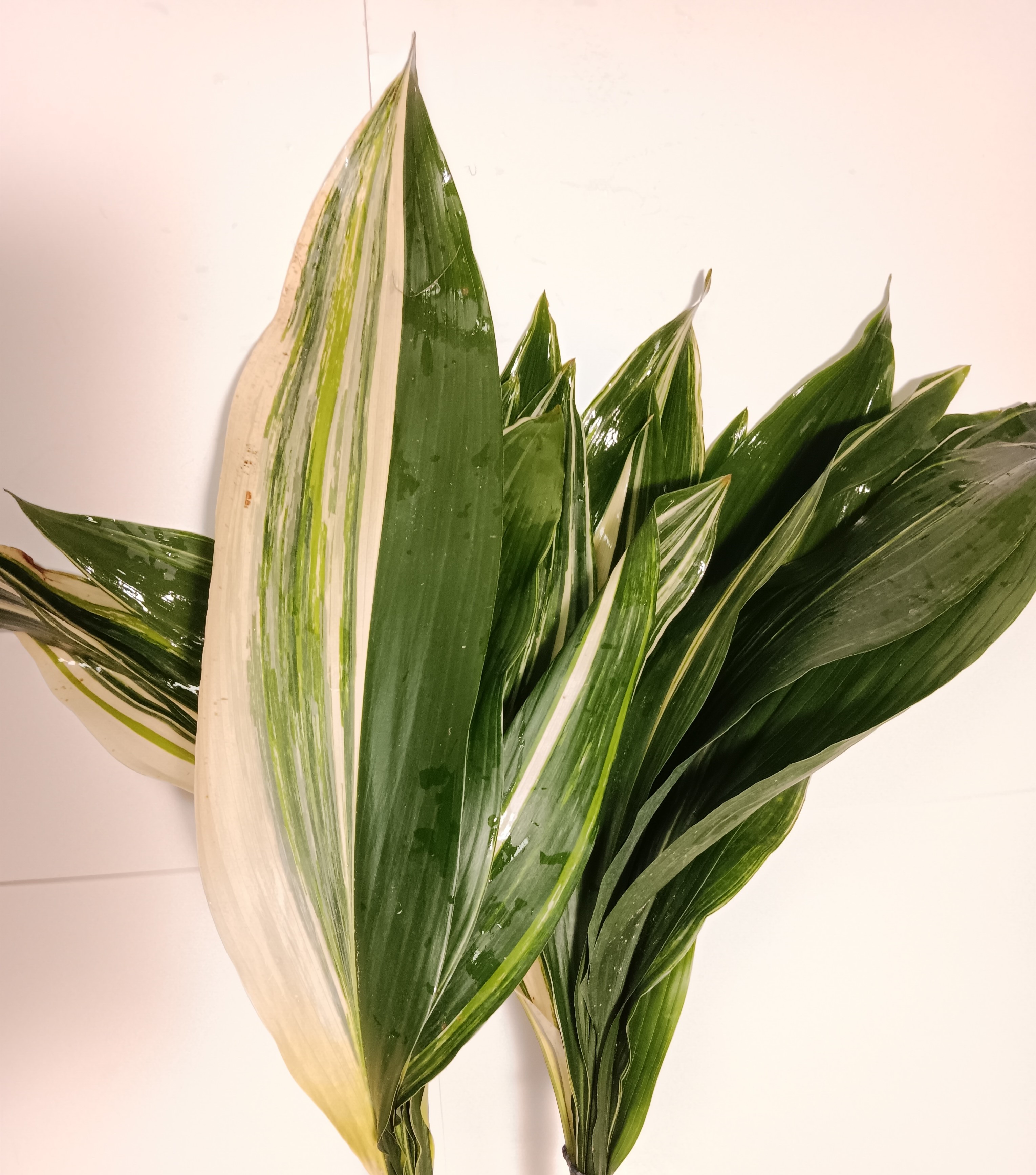 Aspidistra