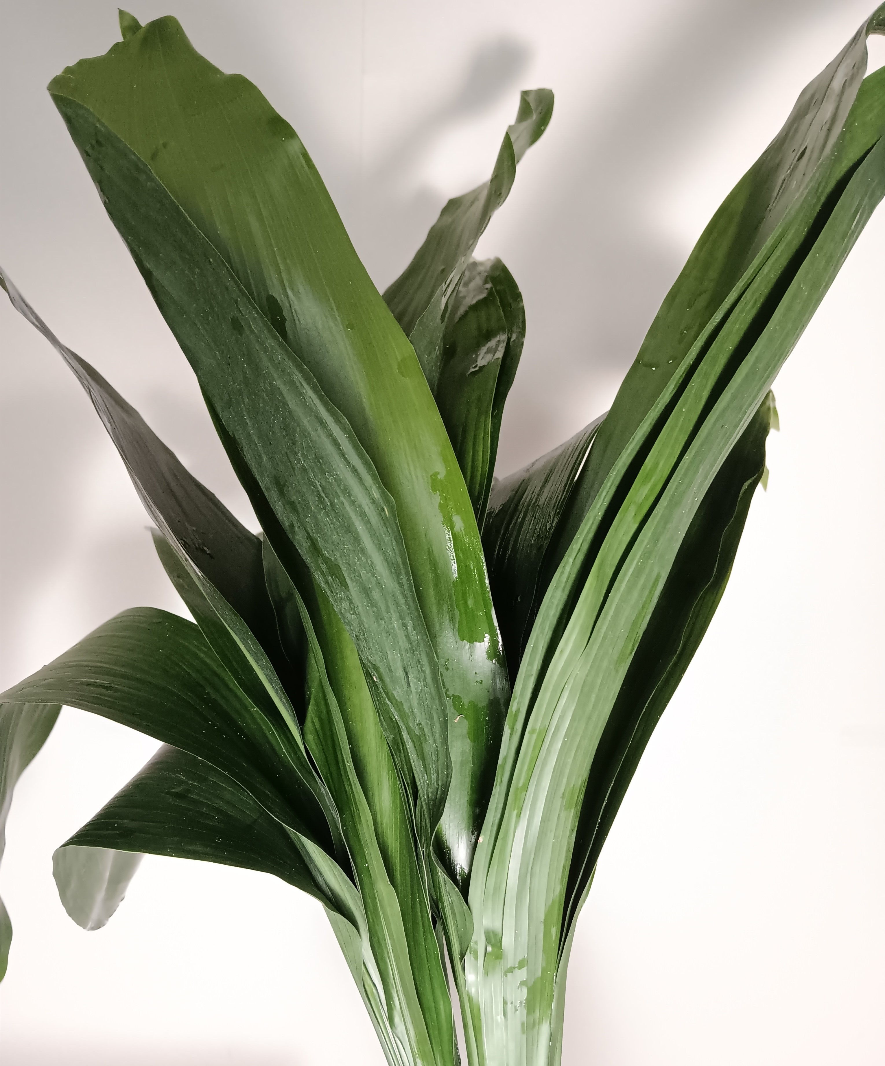 Aspidistra