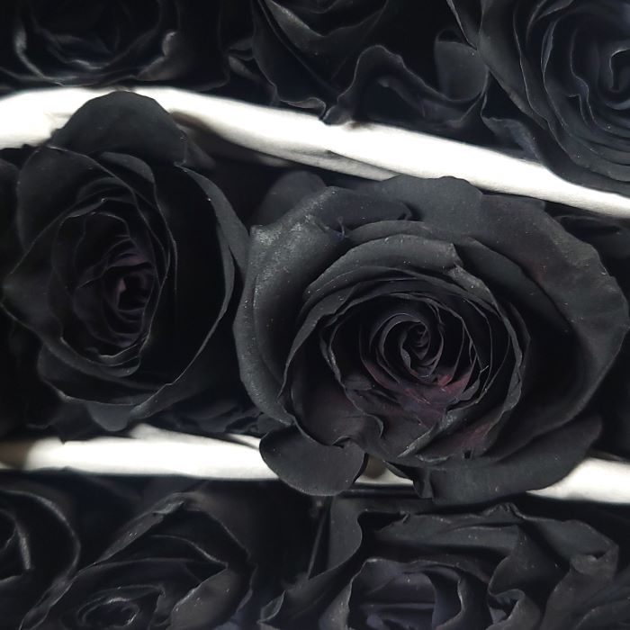 Black Rose