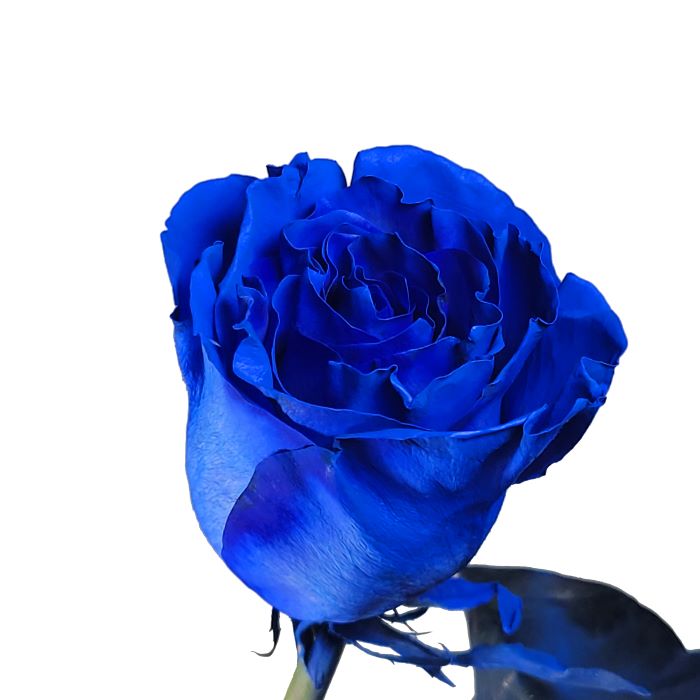 Blue Rose