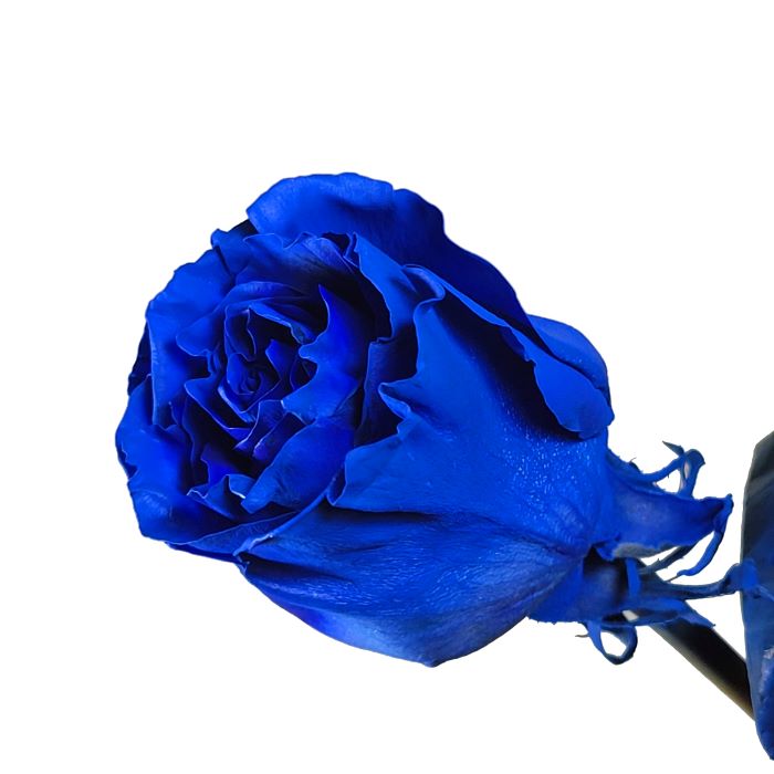 Blue Rose