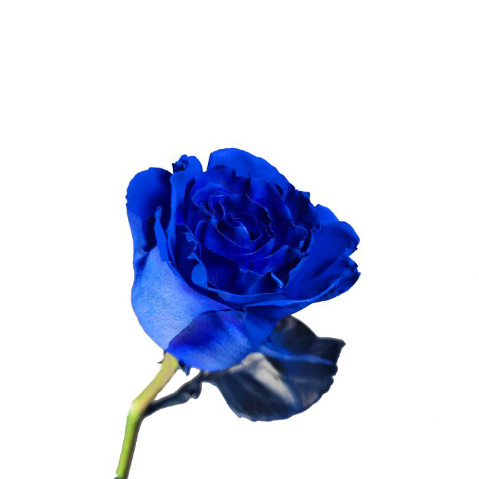 Blue Rose