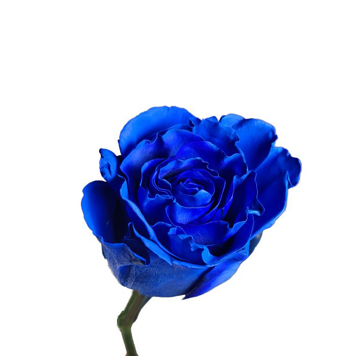 Blue Rose