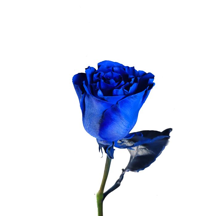 Blue Rose