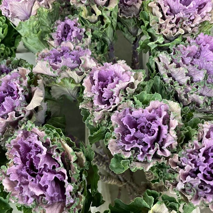 Brassica