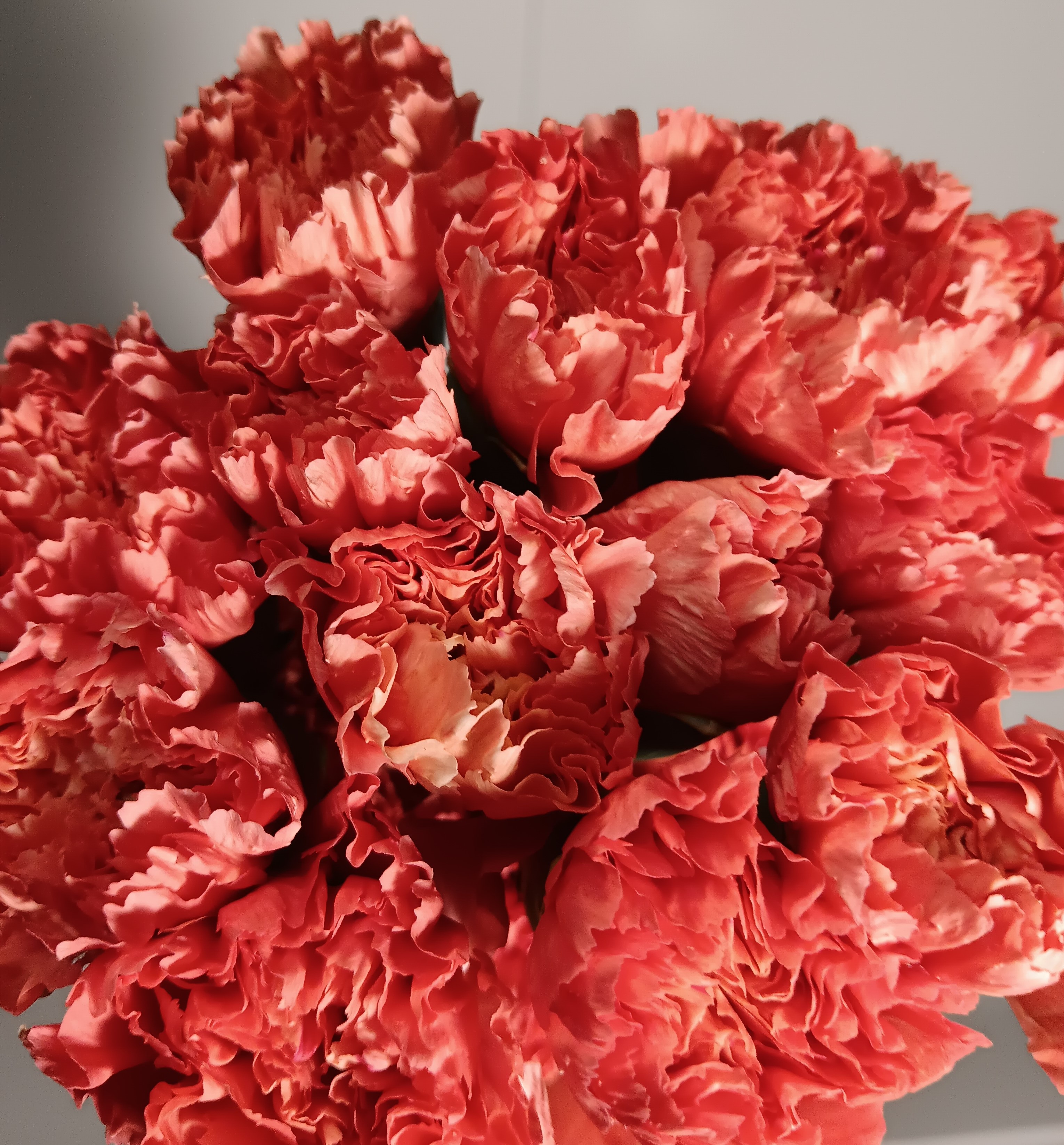 Carnation