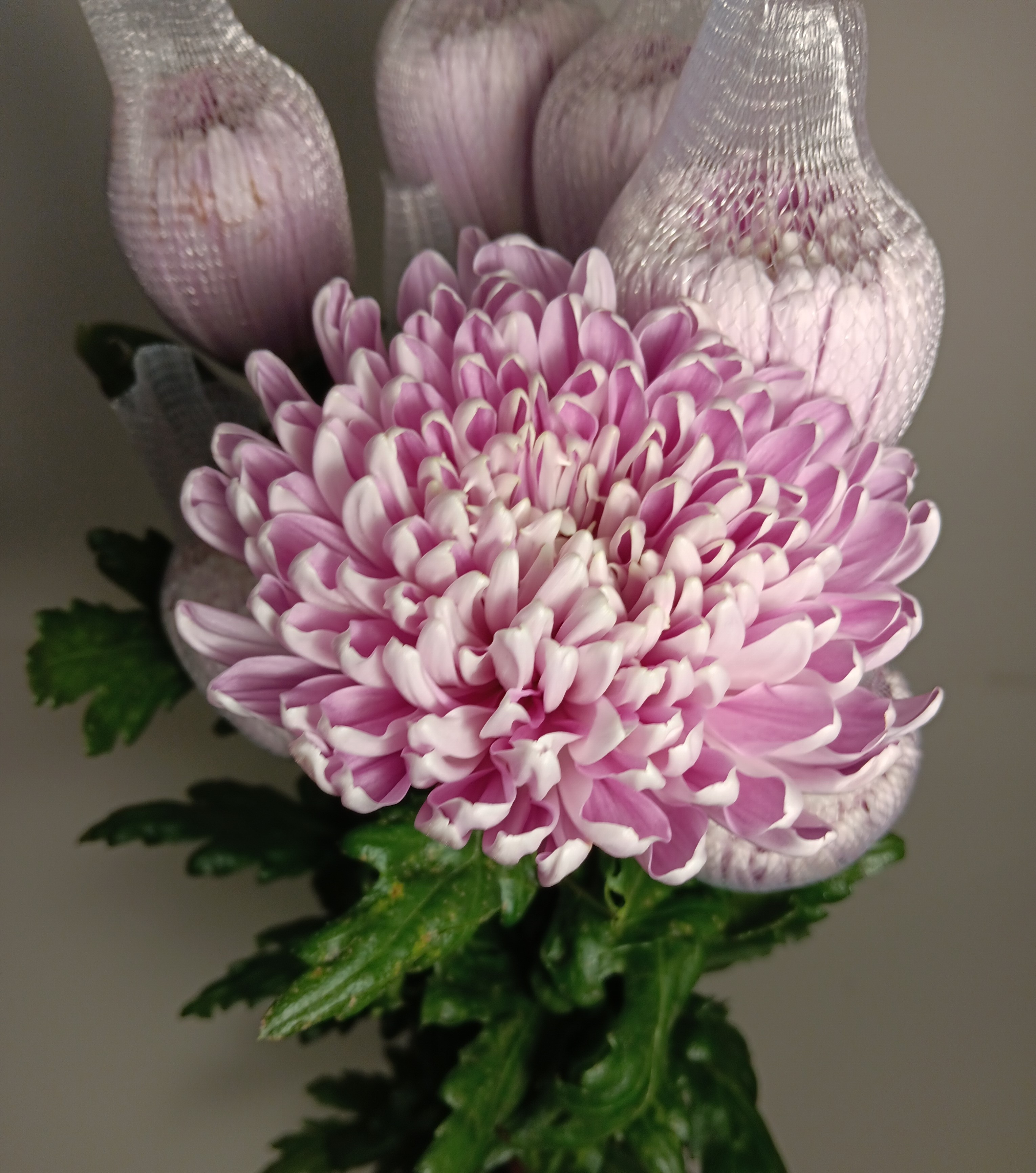 Chrysanthemum