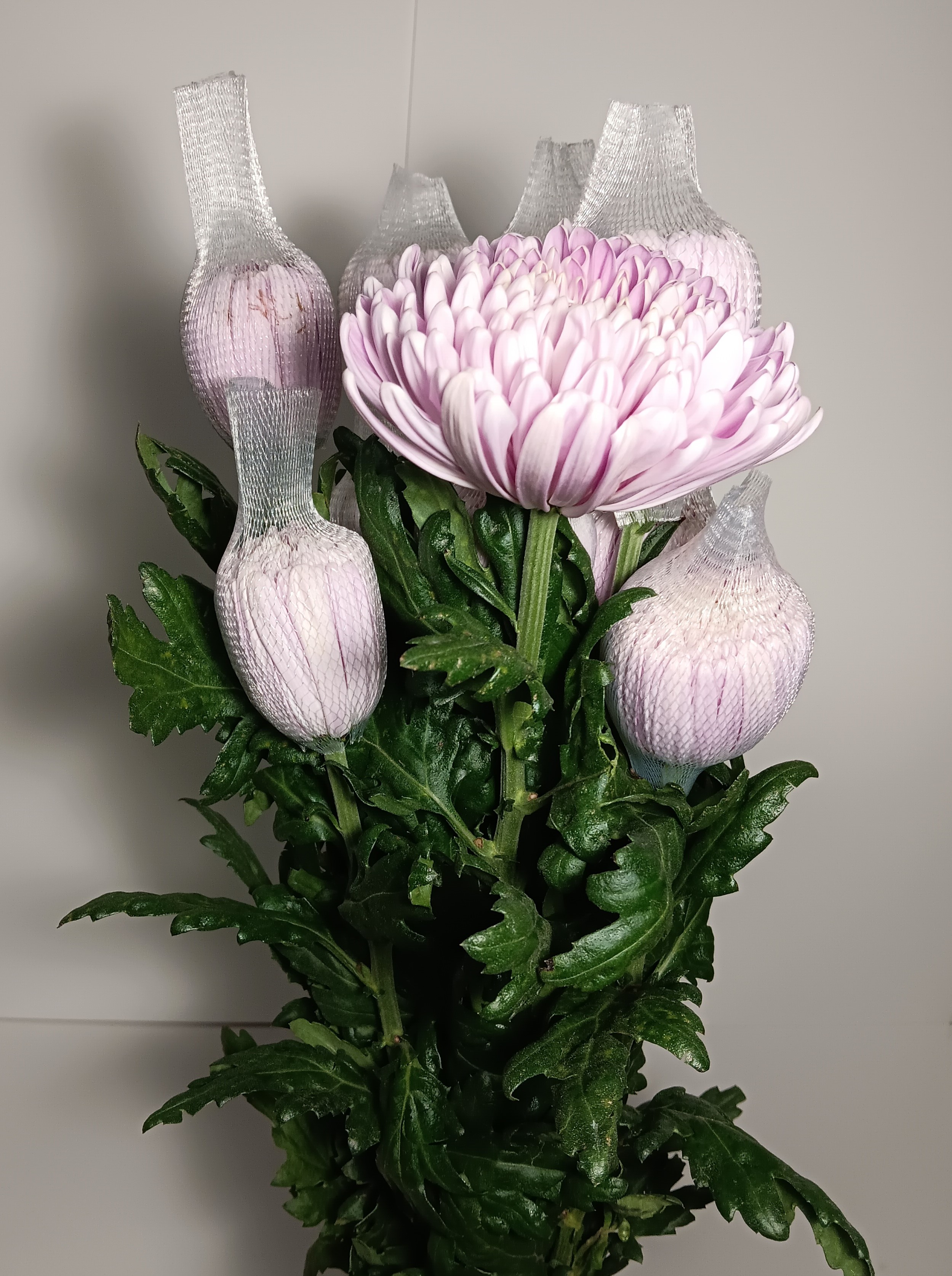 Chrysanthemum