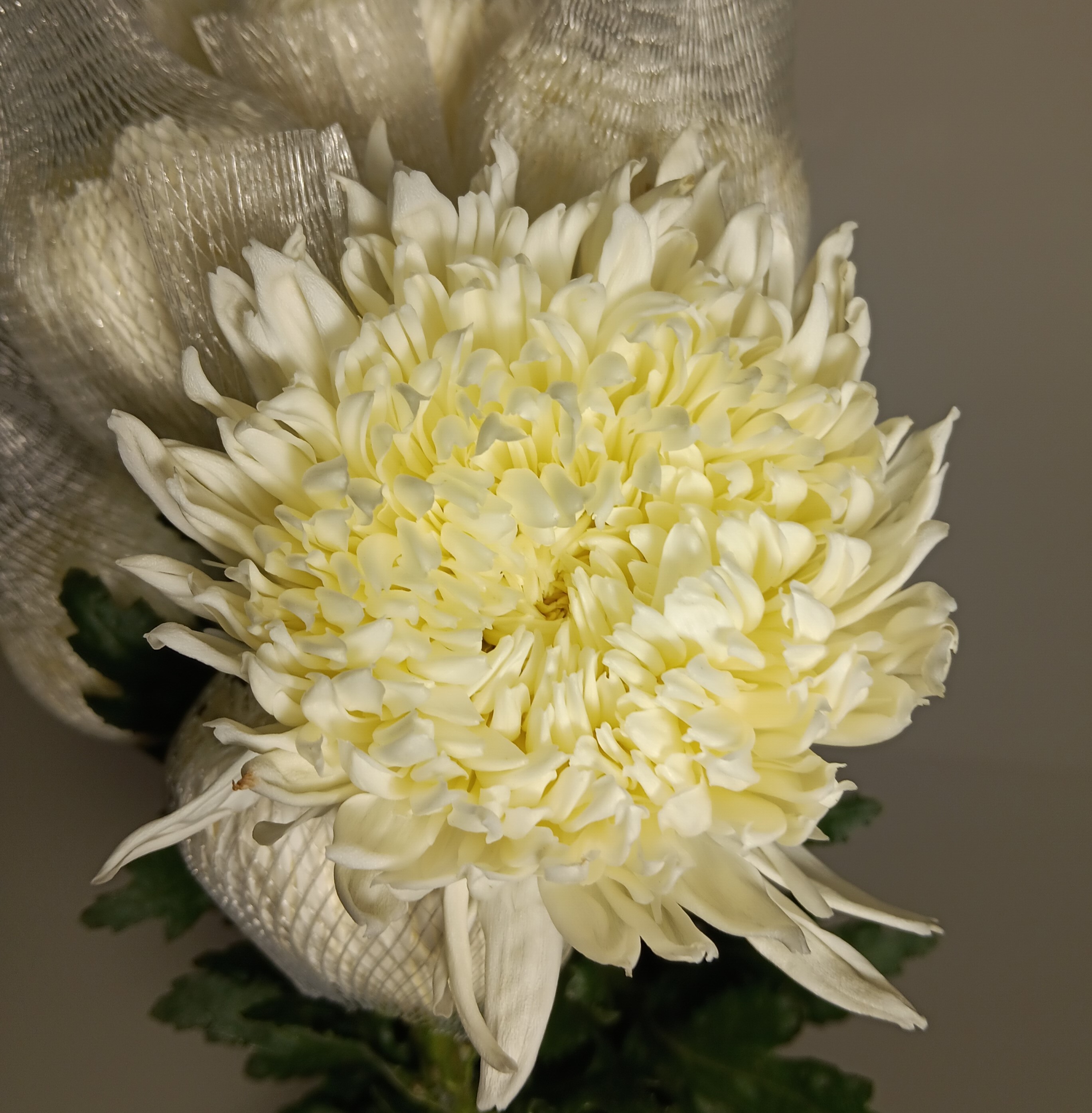 Chrysanthemum