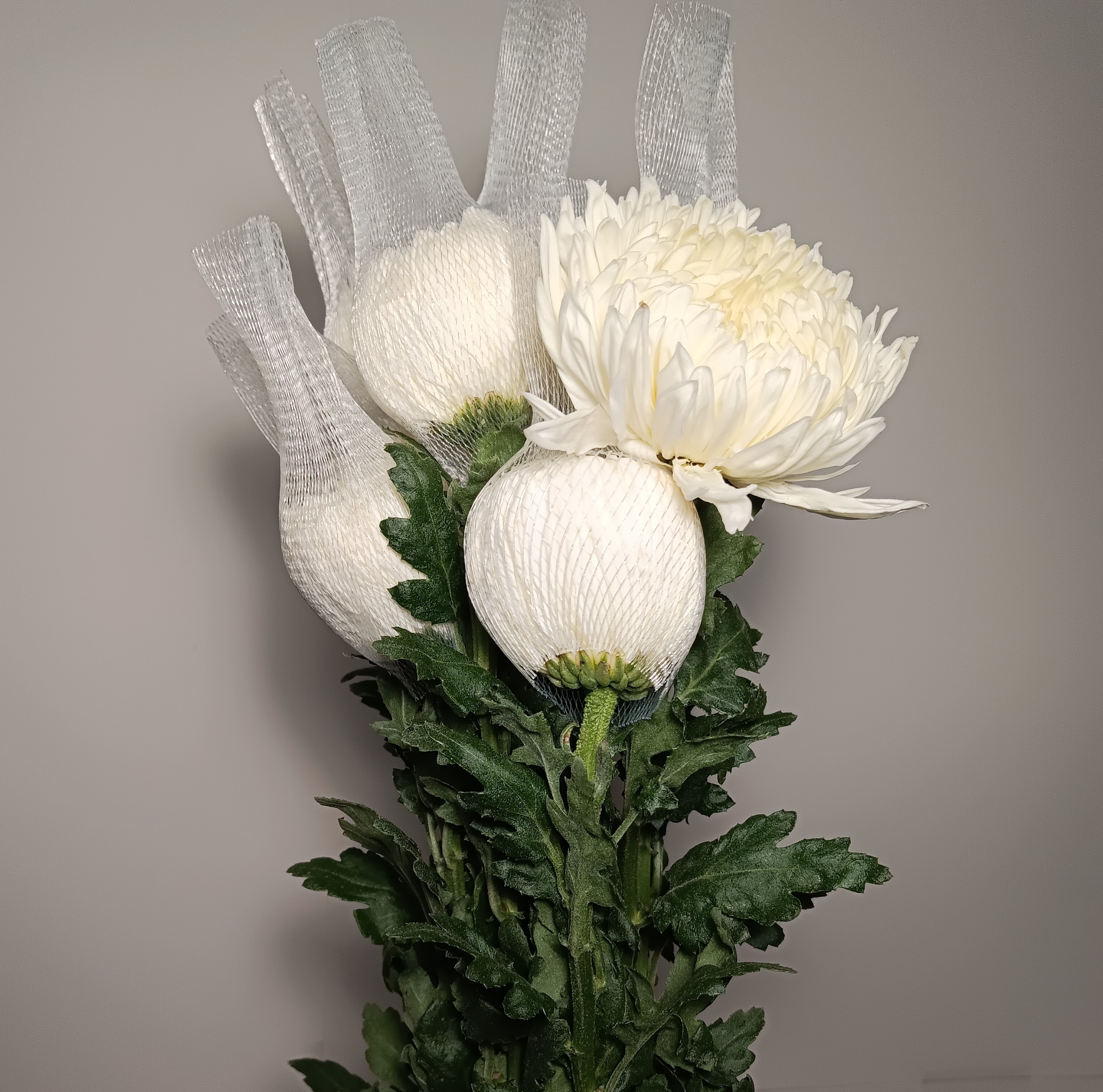 Chrysanthemum