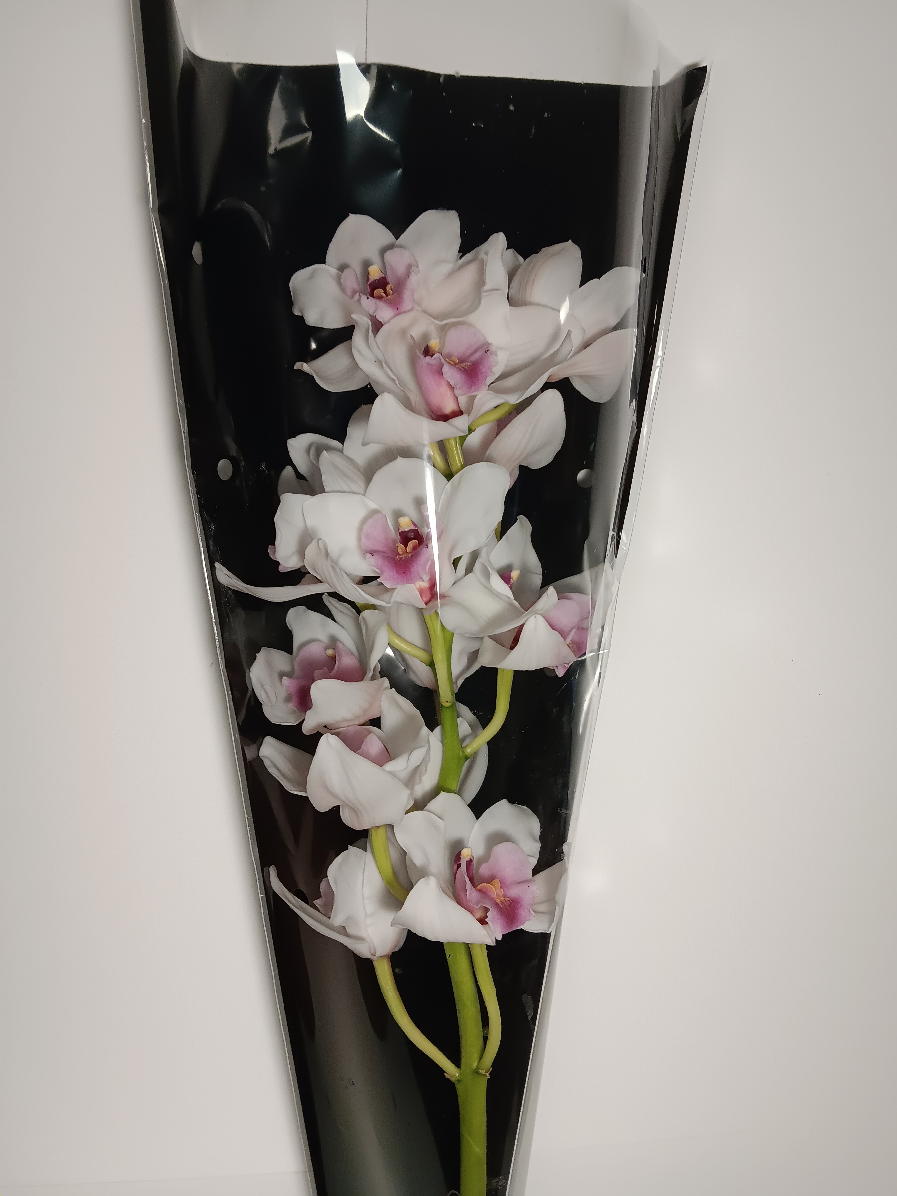 Cymbidium