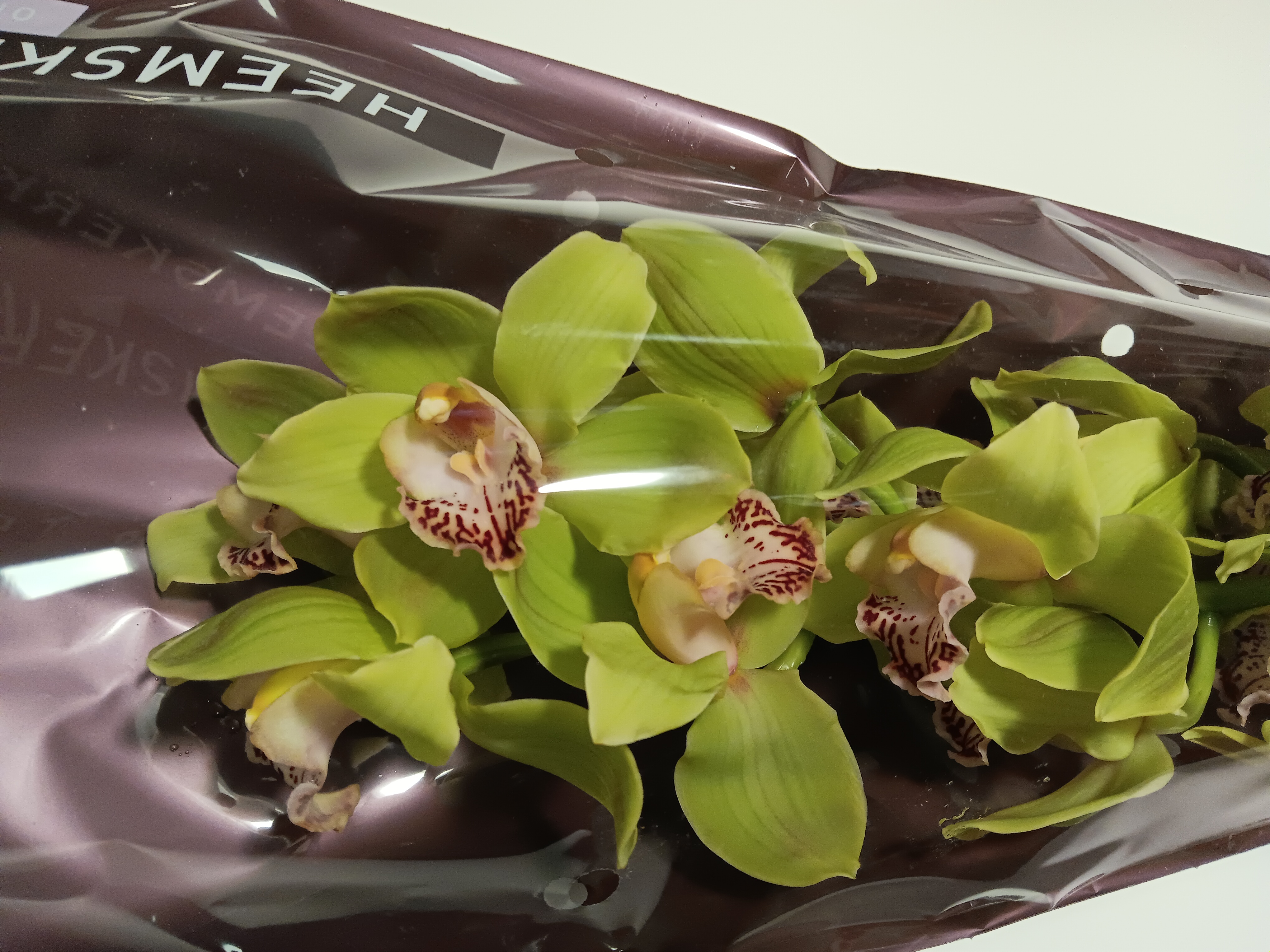 Cymbidium