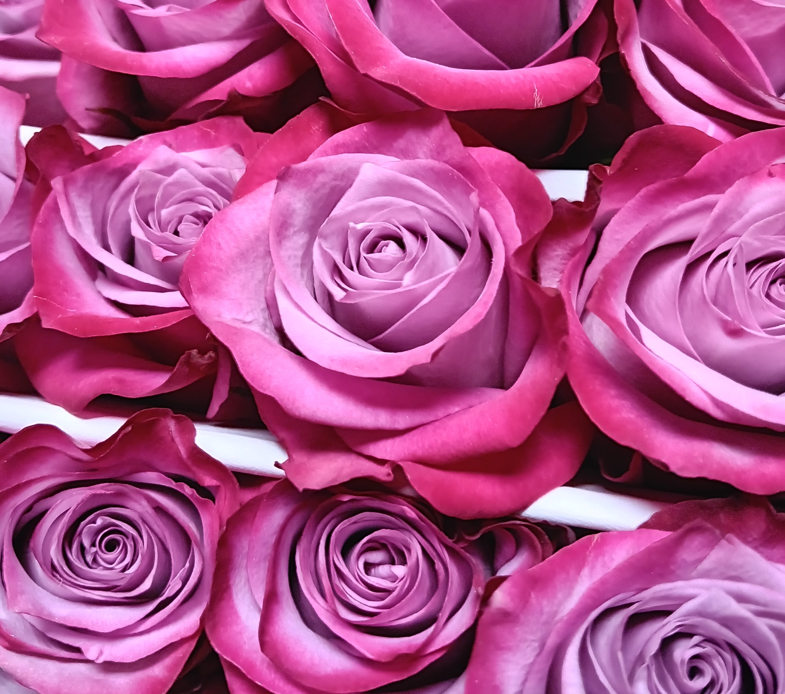 Deep Purple