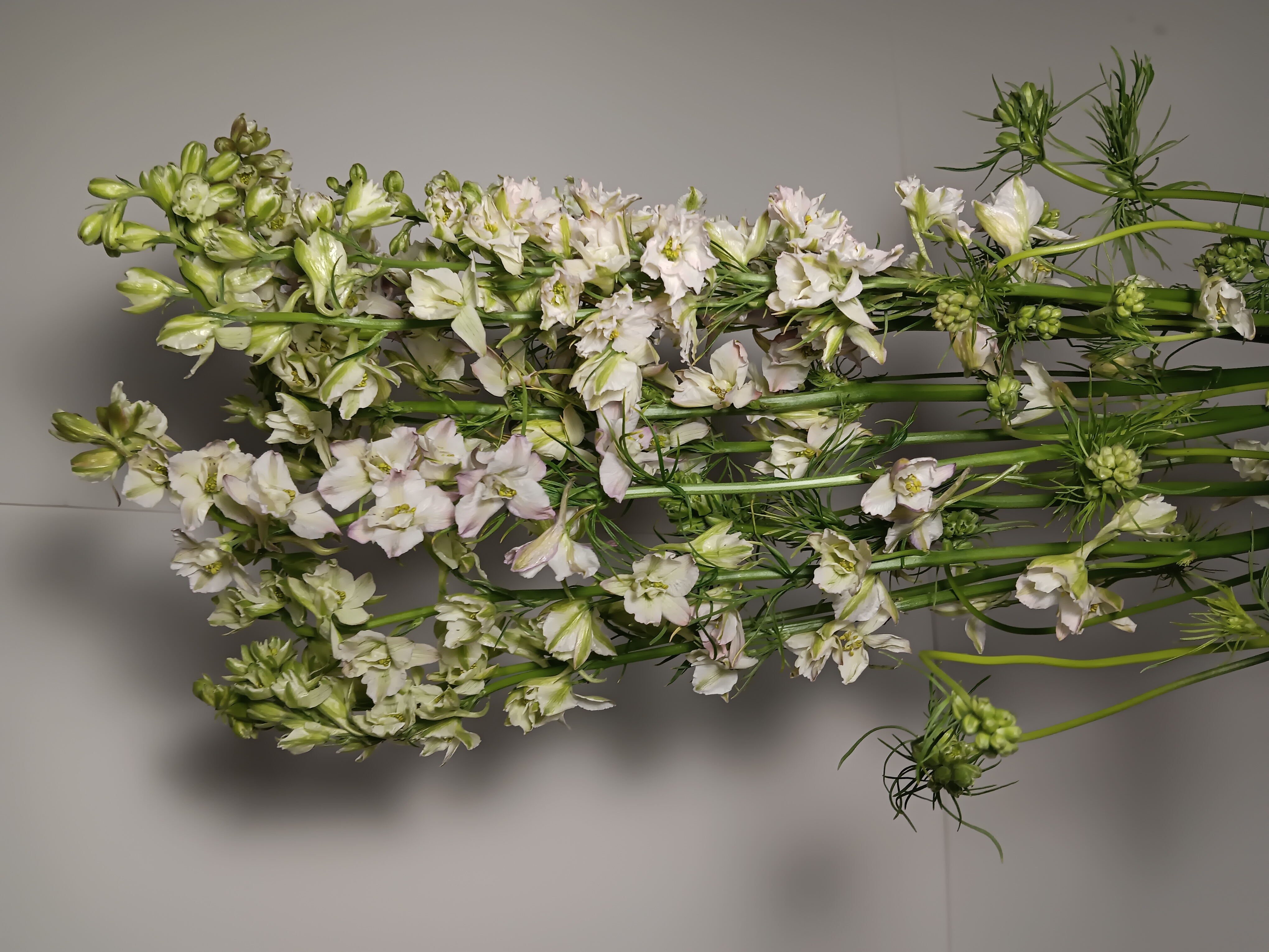 Delphinium