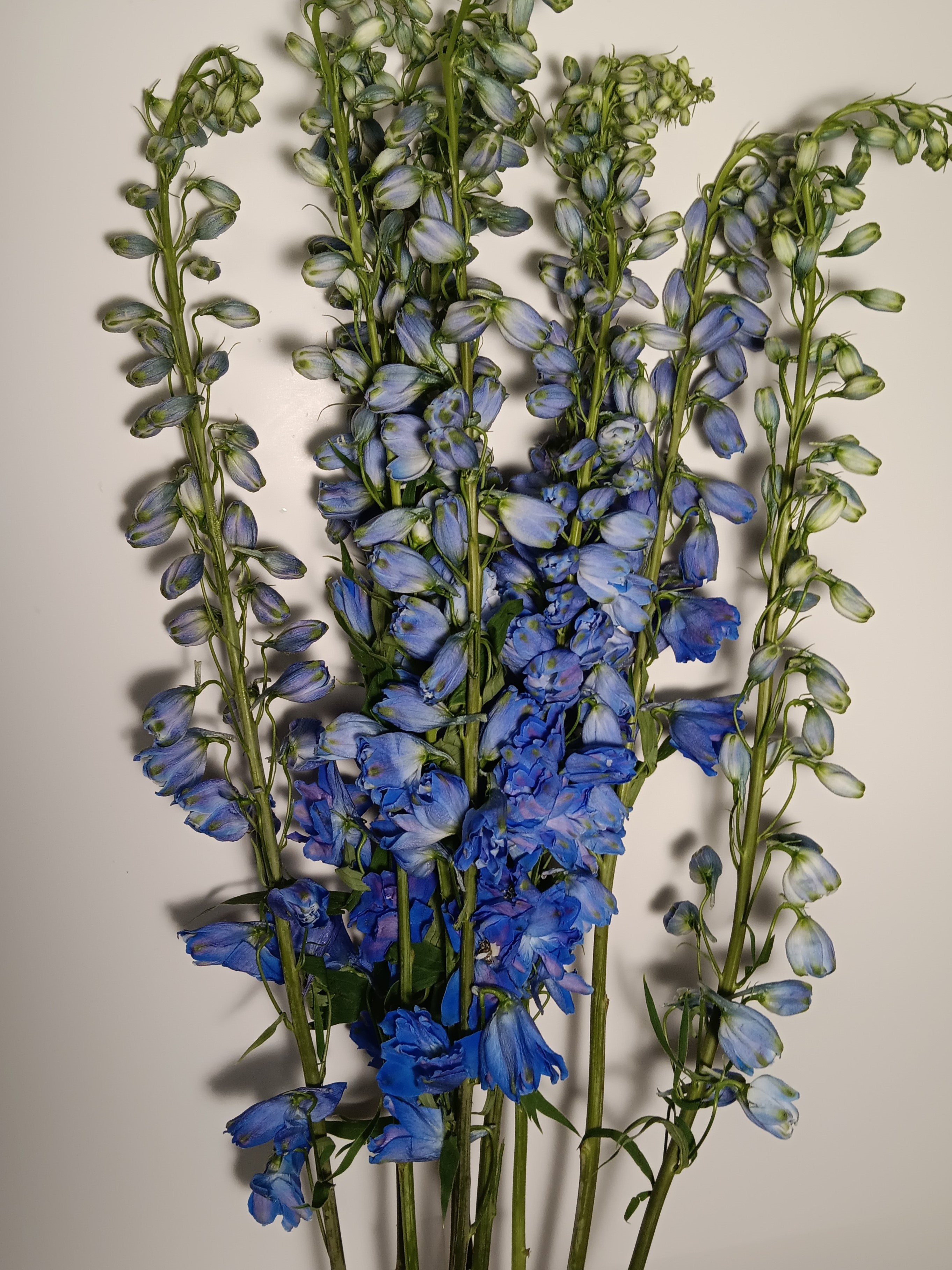 Delphinium