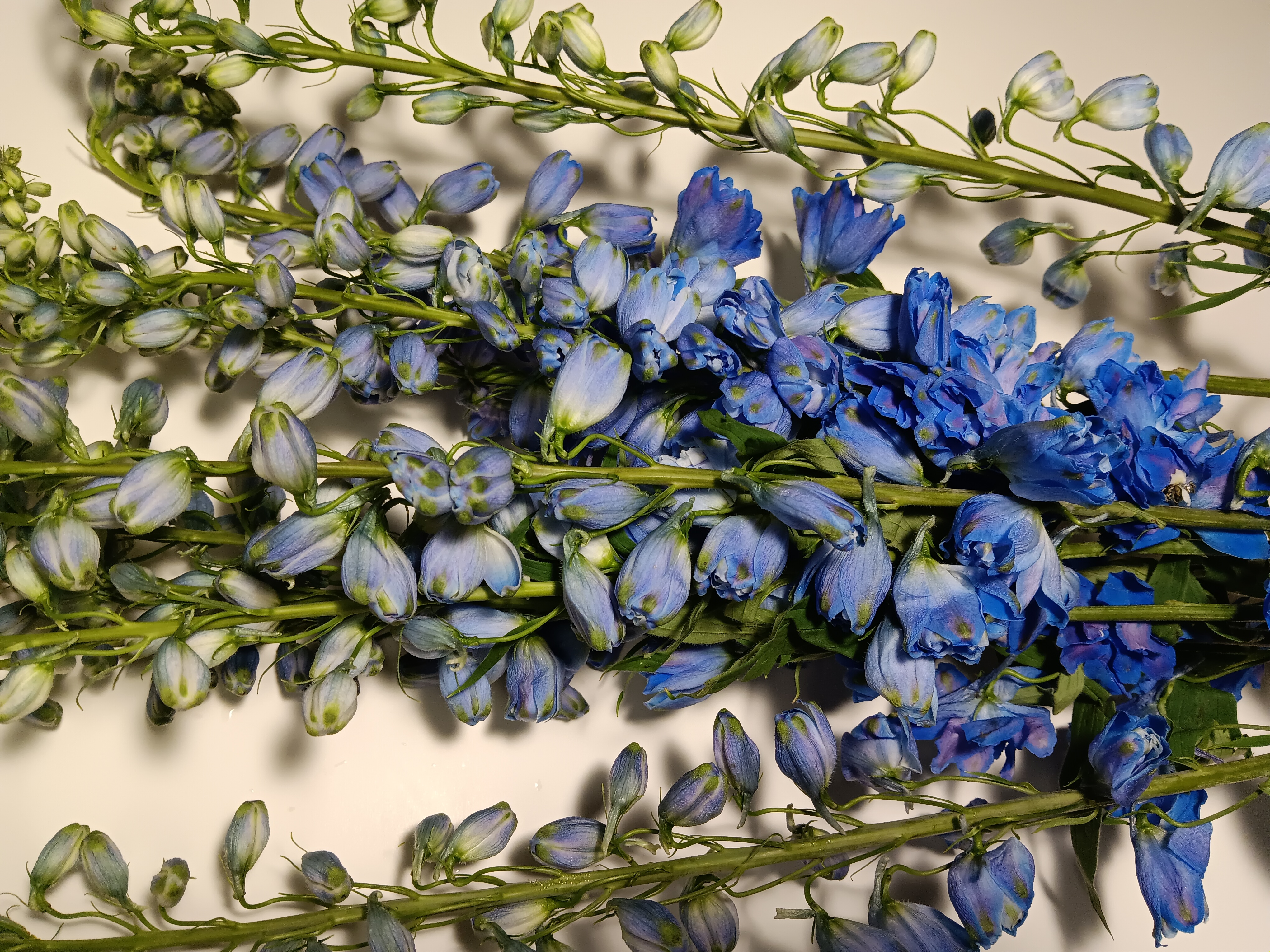 Delphinium