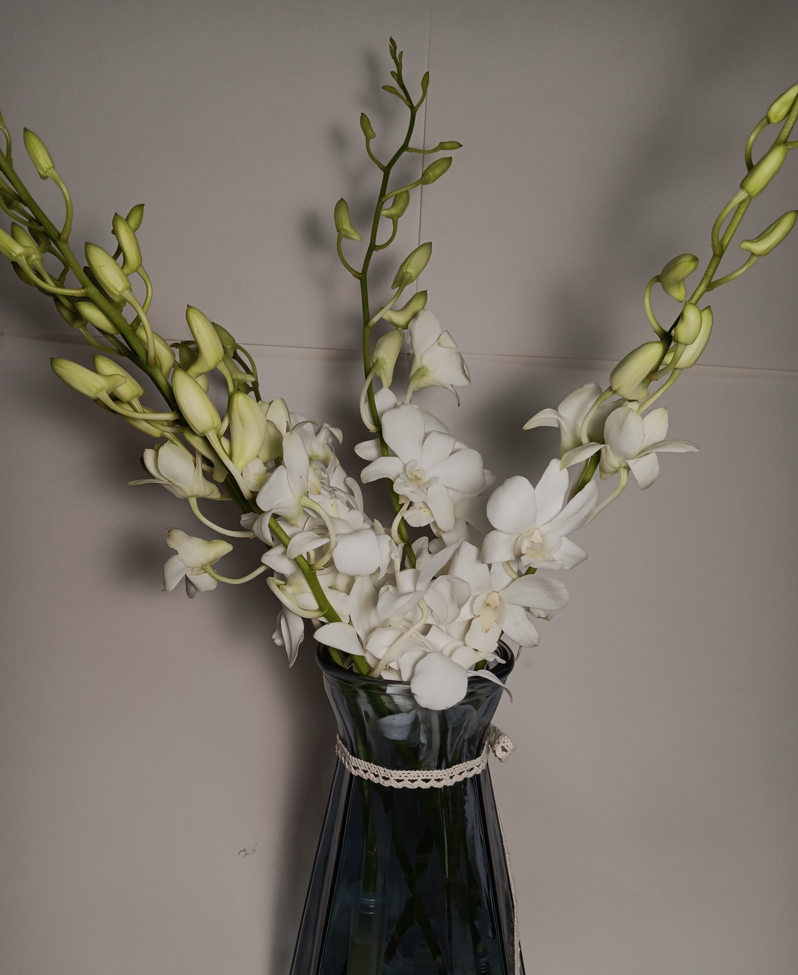 Dendrobium
