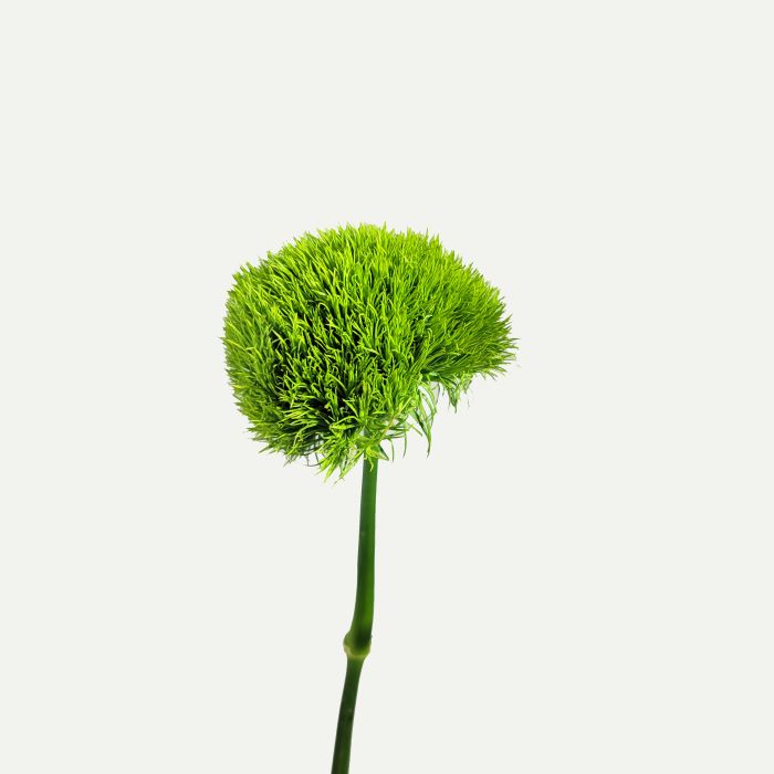 DIANTHUS GREEN BALL KIWI