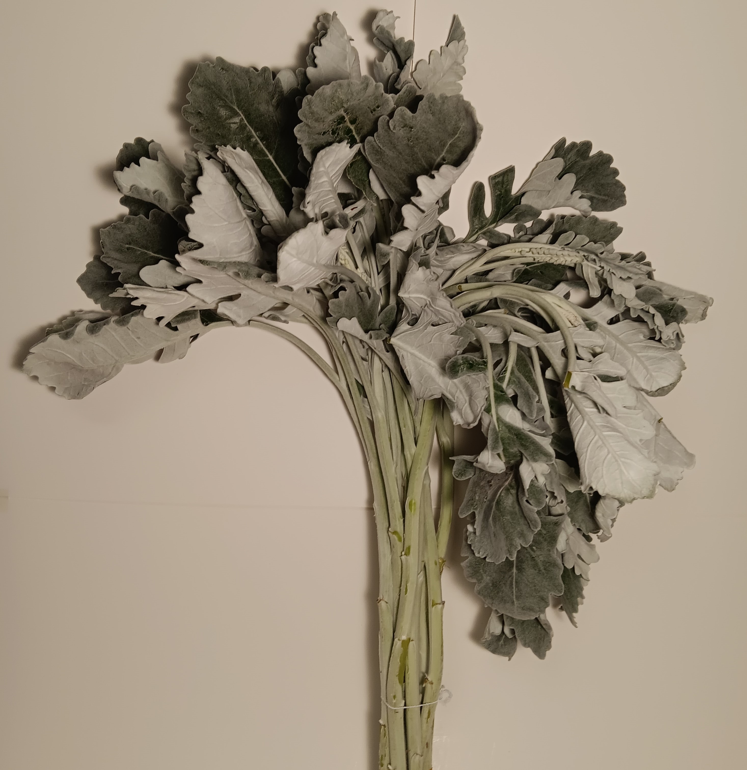 Dusty Miller