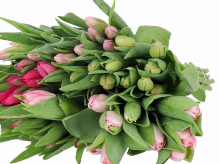 Dutch Tulips