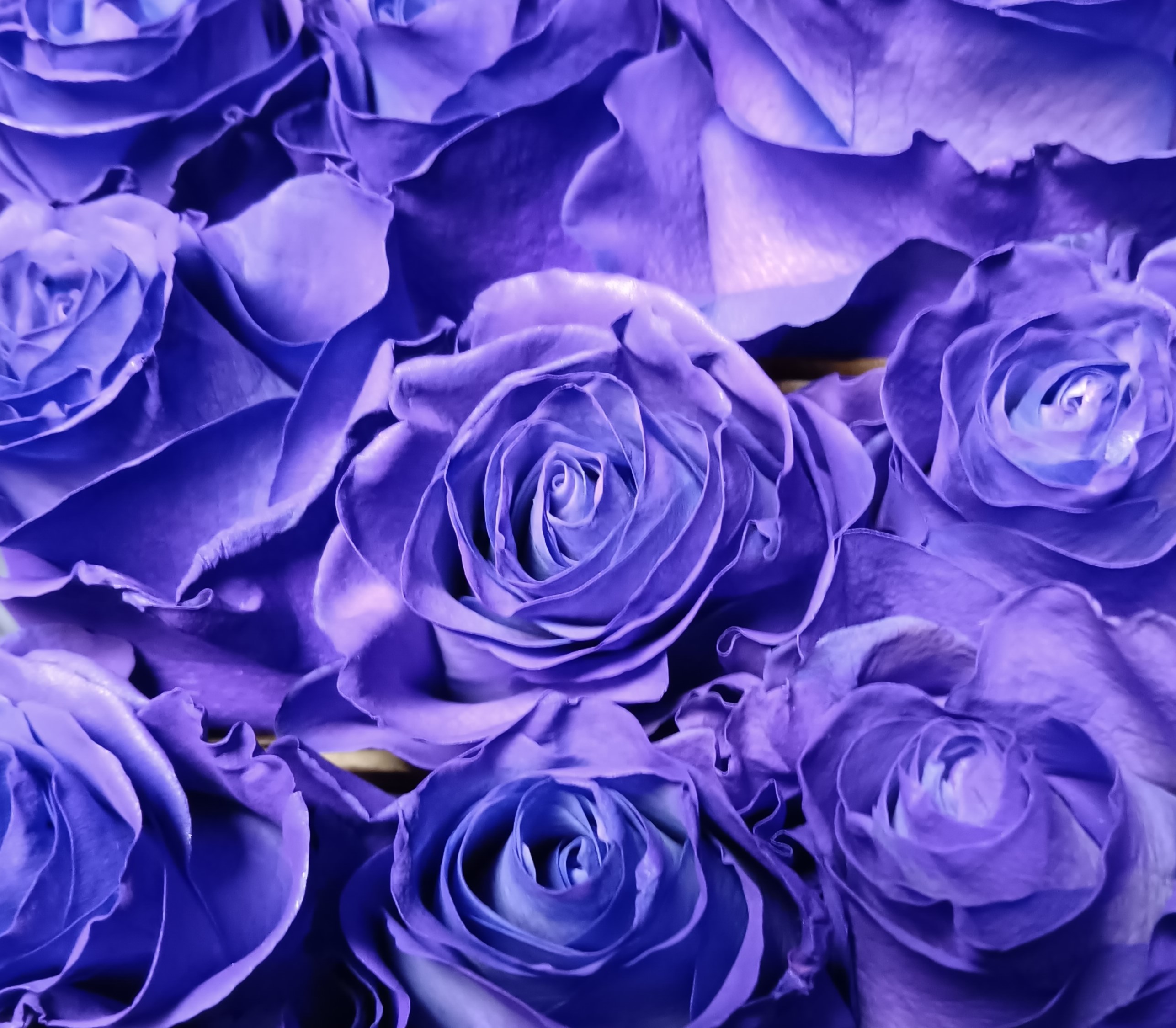 Dyed Purple Rose
