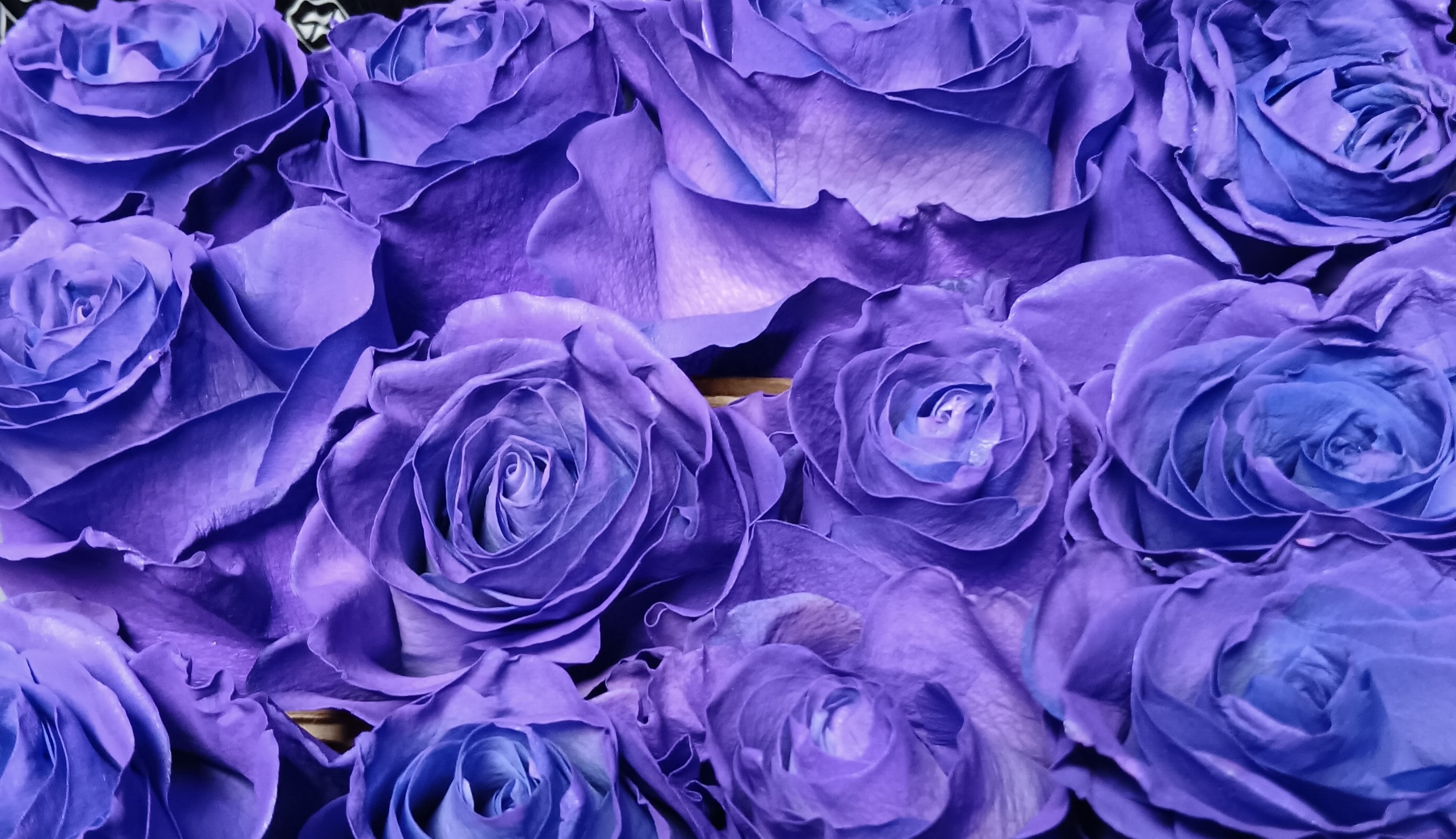 Dyed Purple Rose
