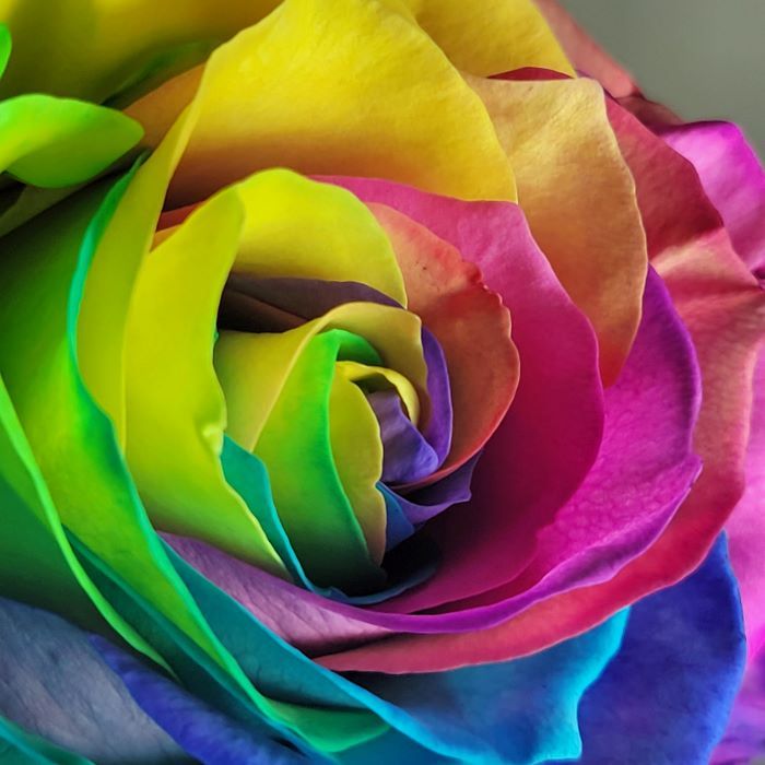 Dyed Rainbow Rose