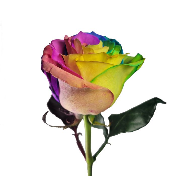 Dyed Rainbow Rose