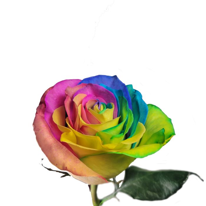 Dyed Rainbow Rose