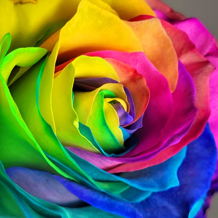 Dyed Rainbow Rose