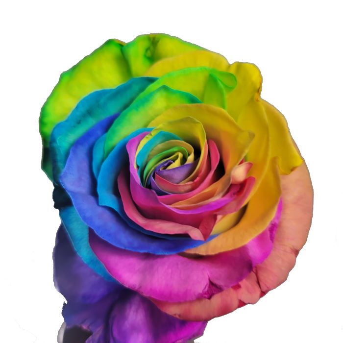 Dyed Rainbow Rose