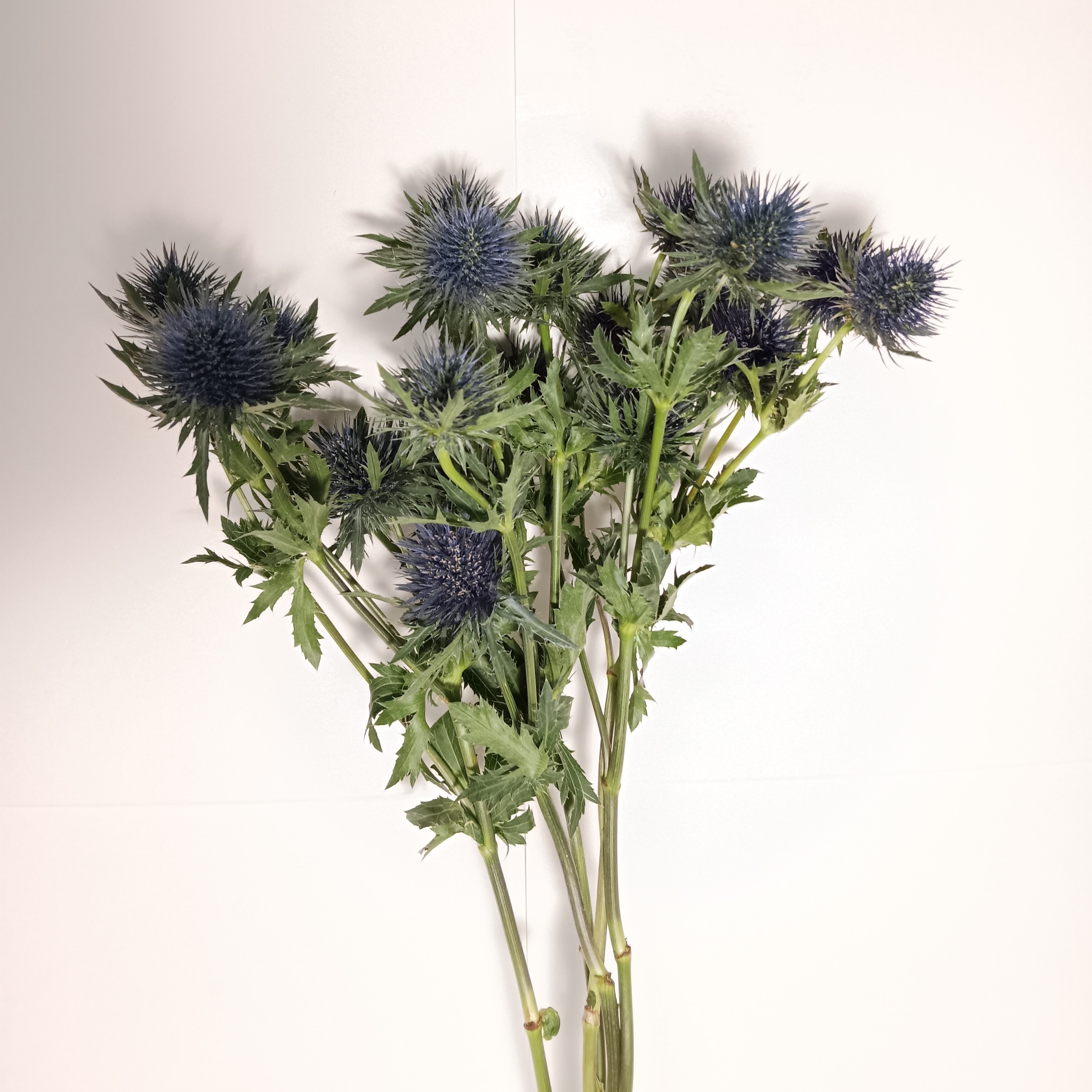 Eryngium