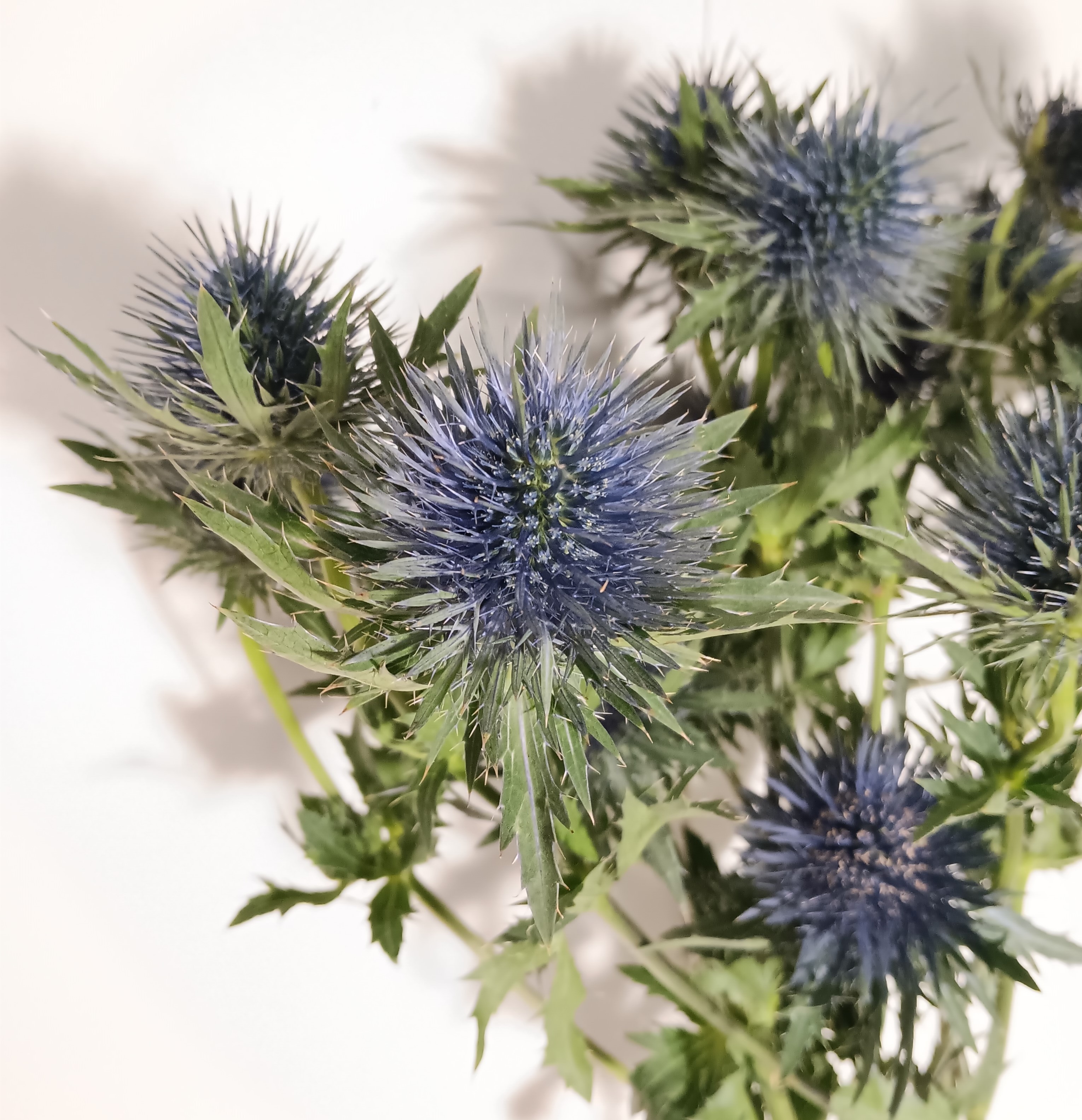 Eryngium