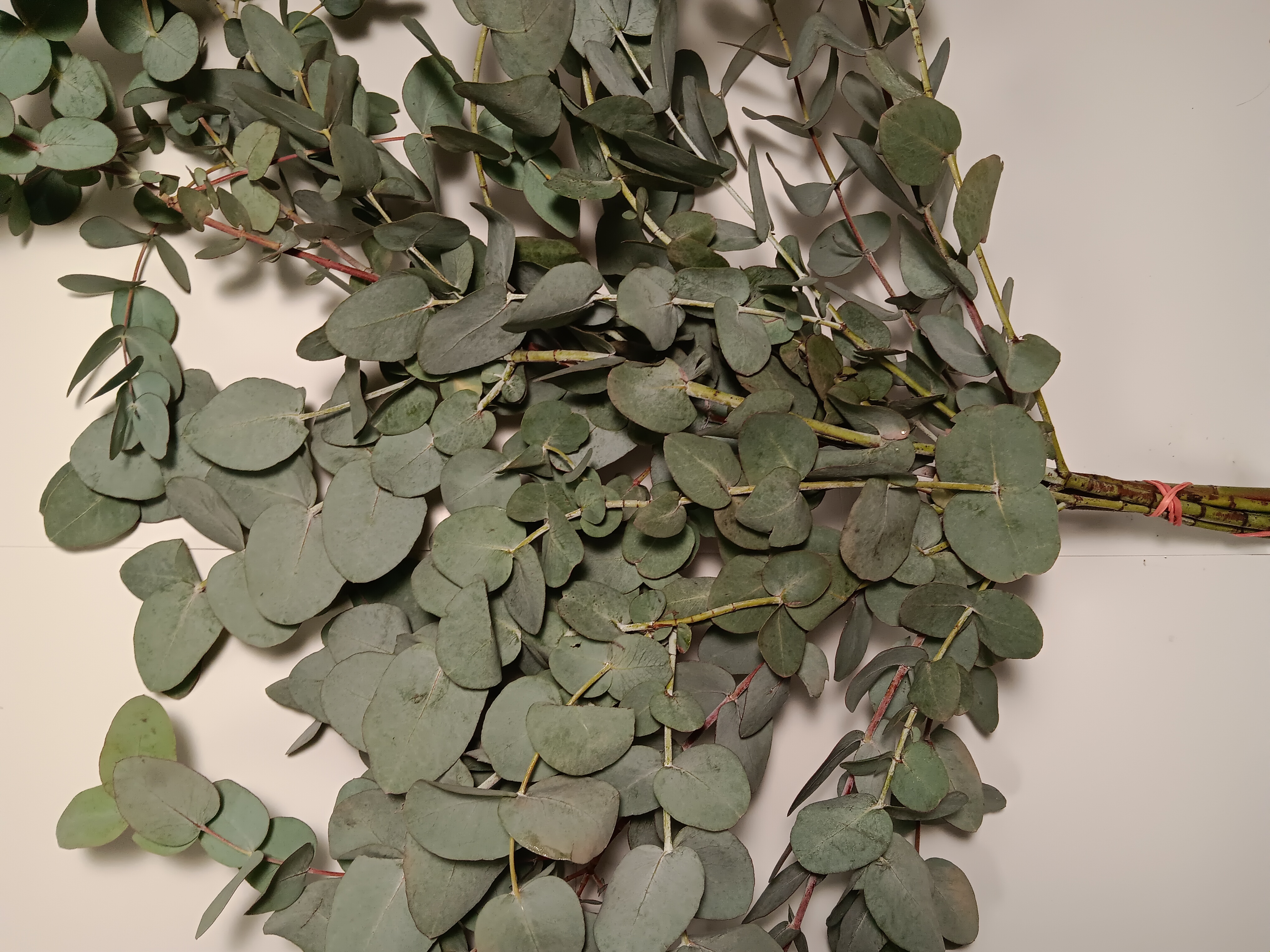 Eucalyptus Silver Dollar
