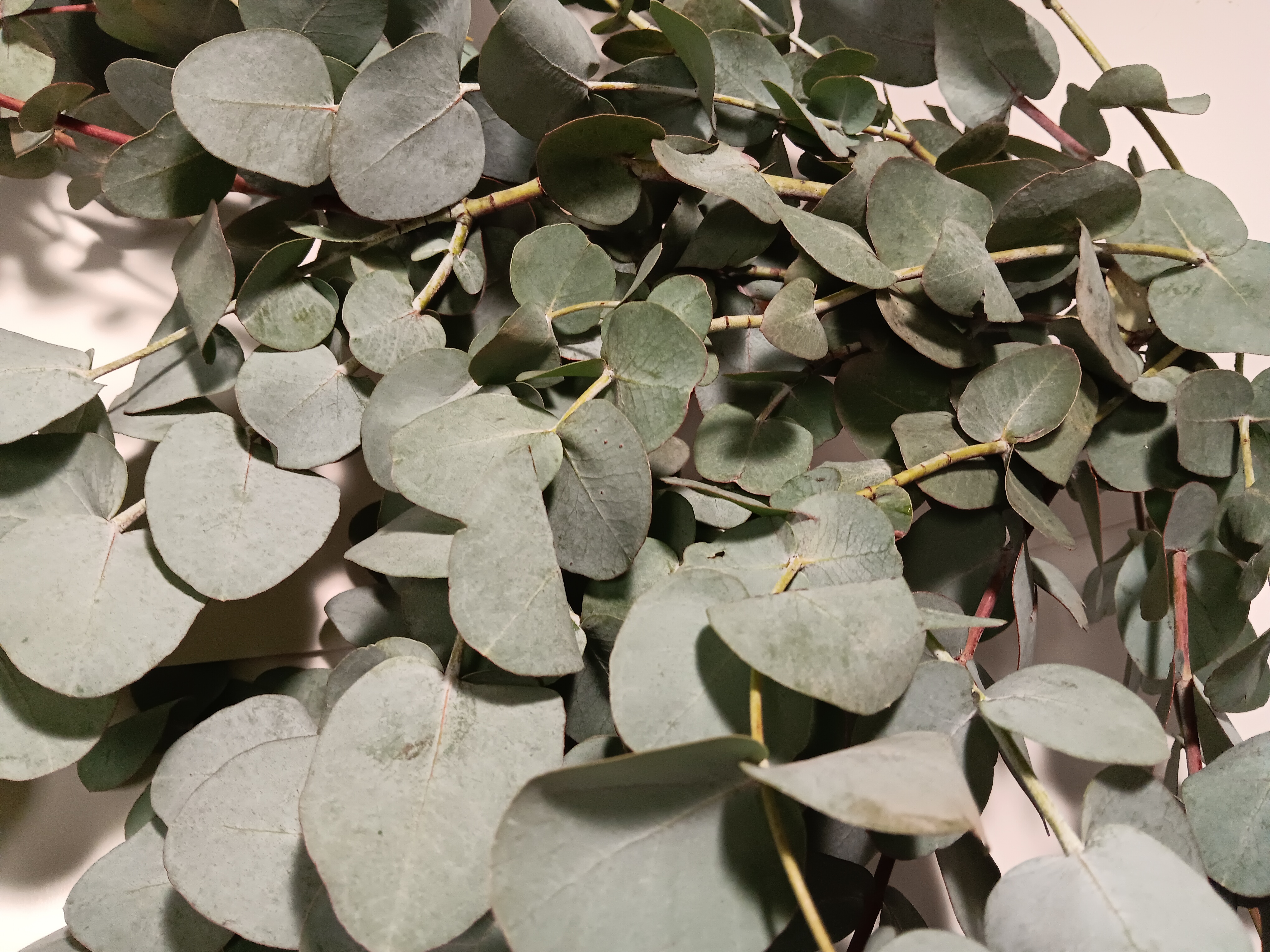 Eucalyptus Silver Dollar