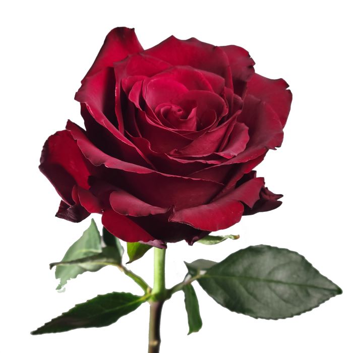 Explorer Rose
