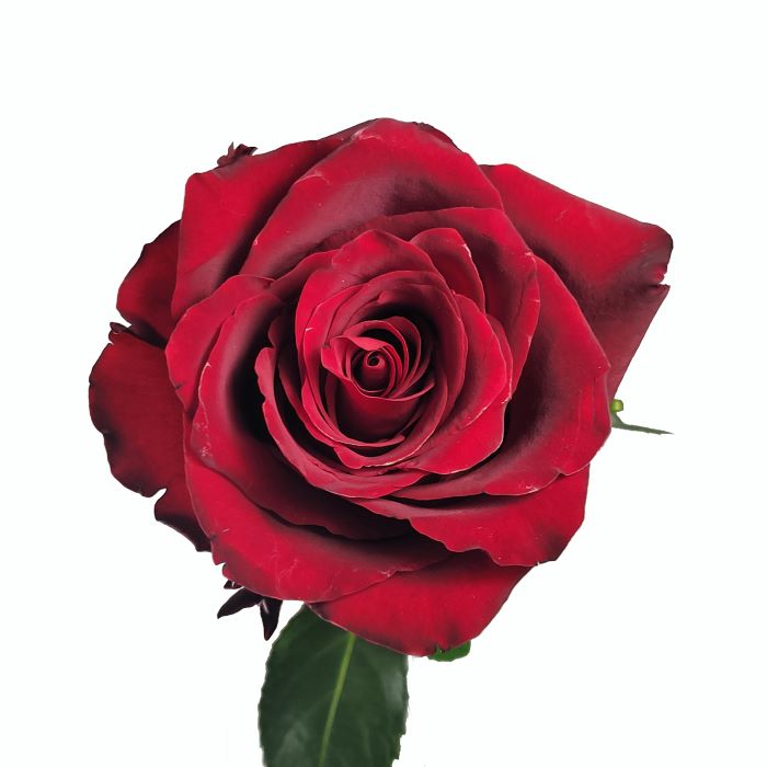 ROSE☆ROSE 51KLitIJYpL._UF350,350_QL80_.jpg