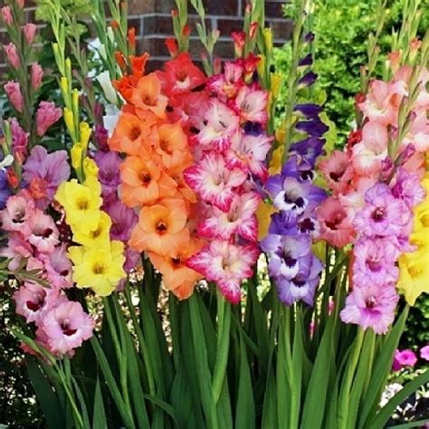 Gladiolus