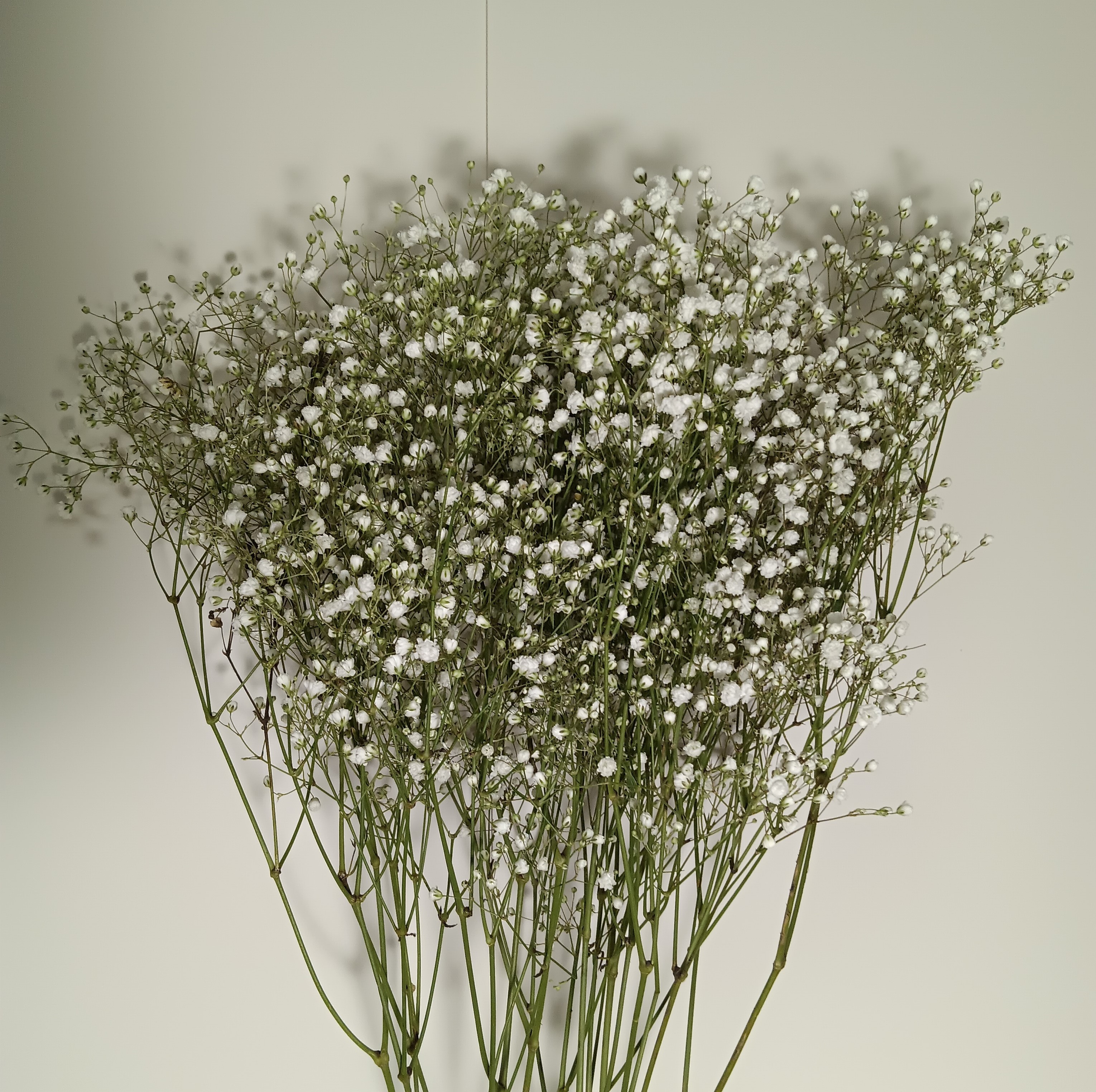 Gypsophila