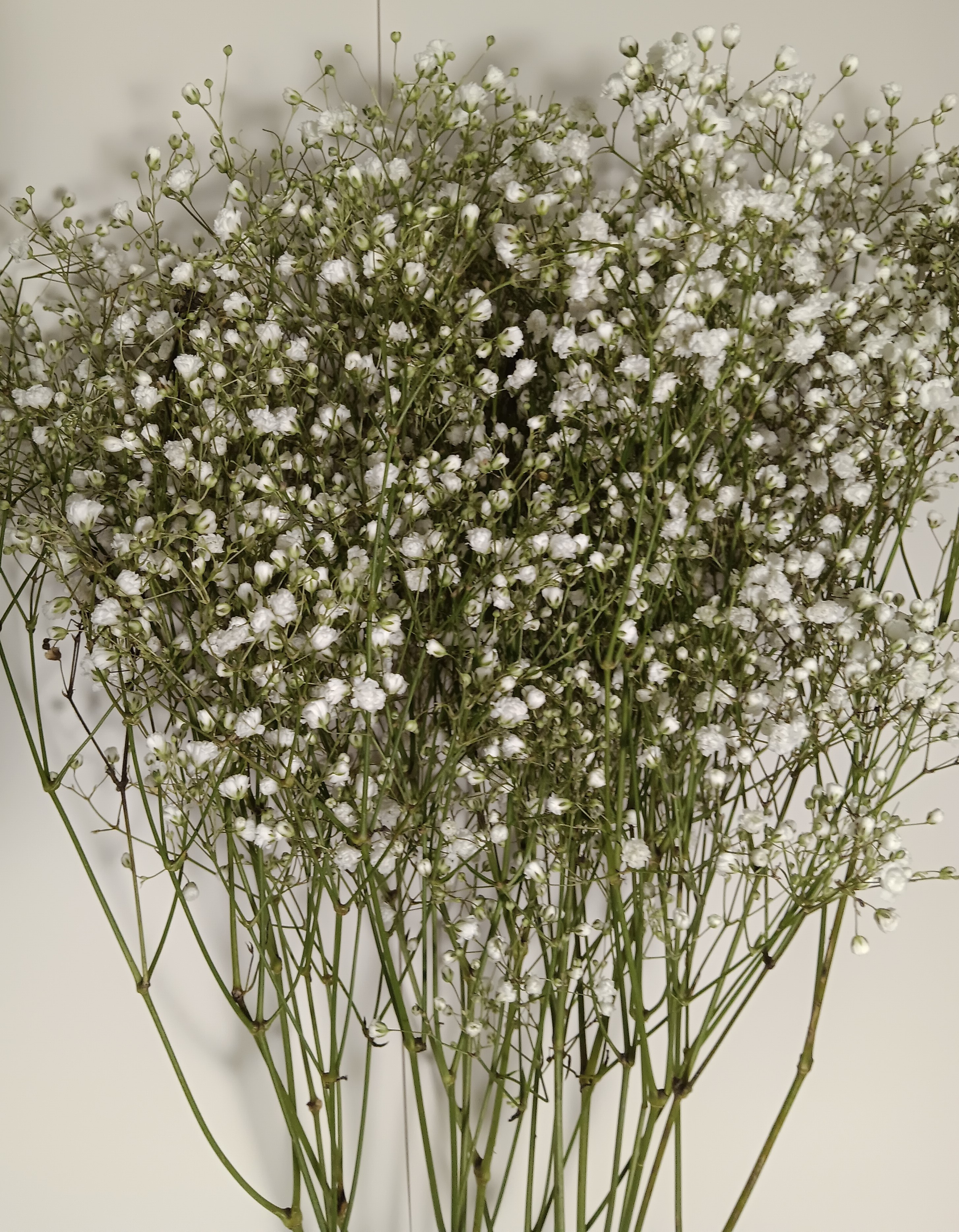 Gypsophila