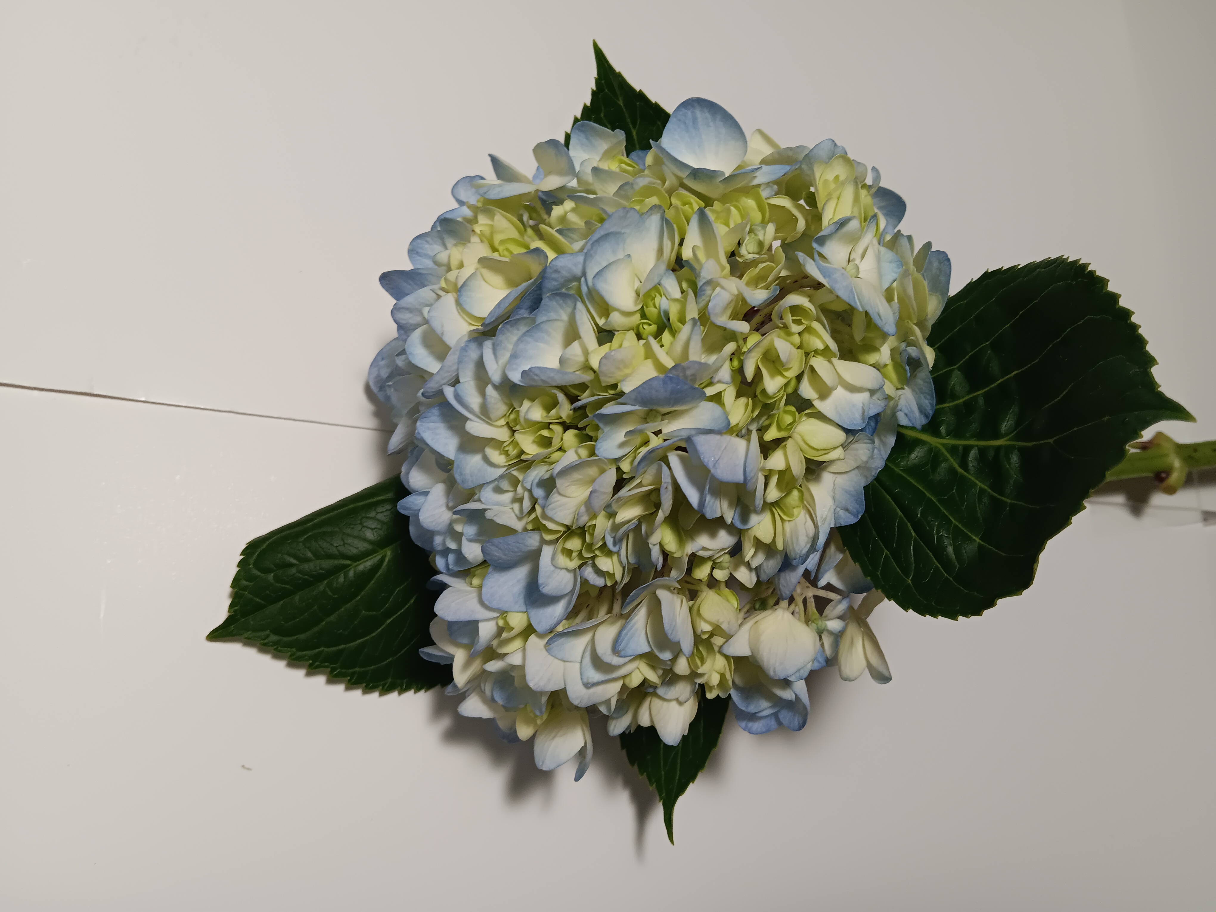 Hydrangea
