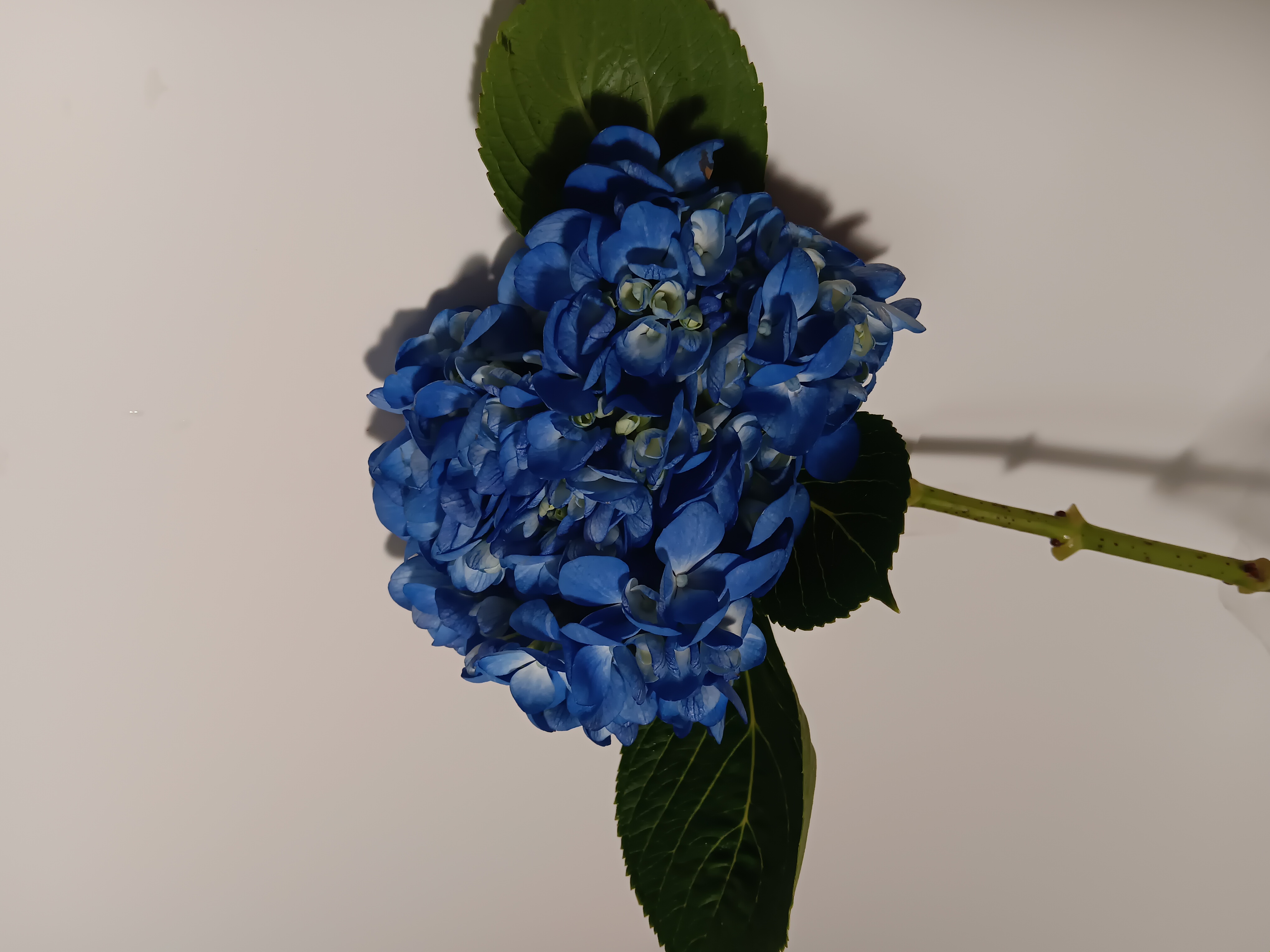 Hydrangea