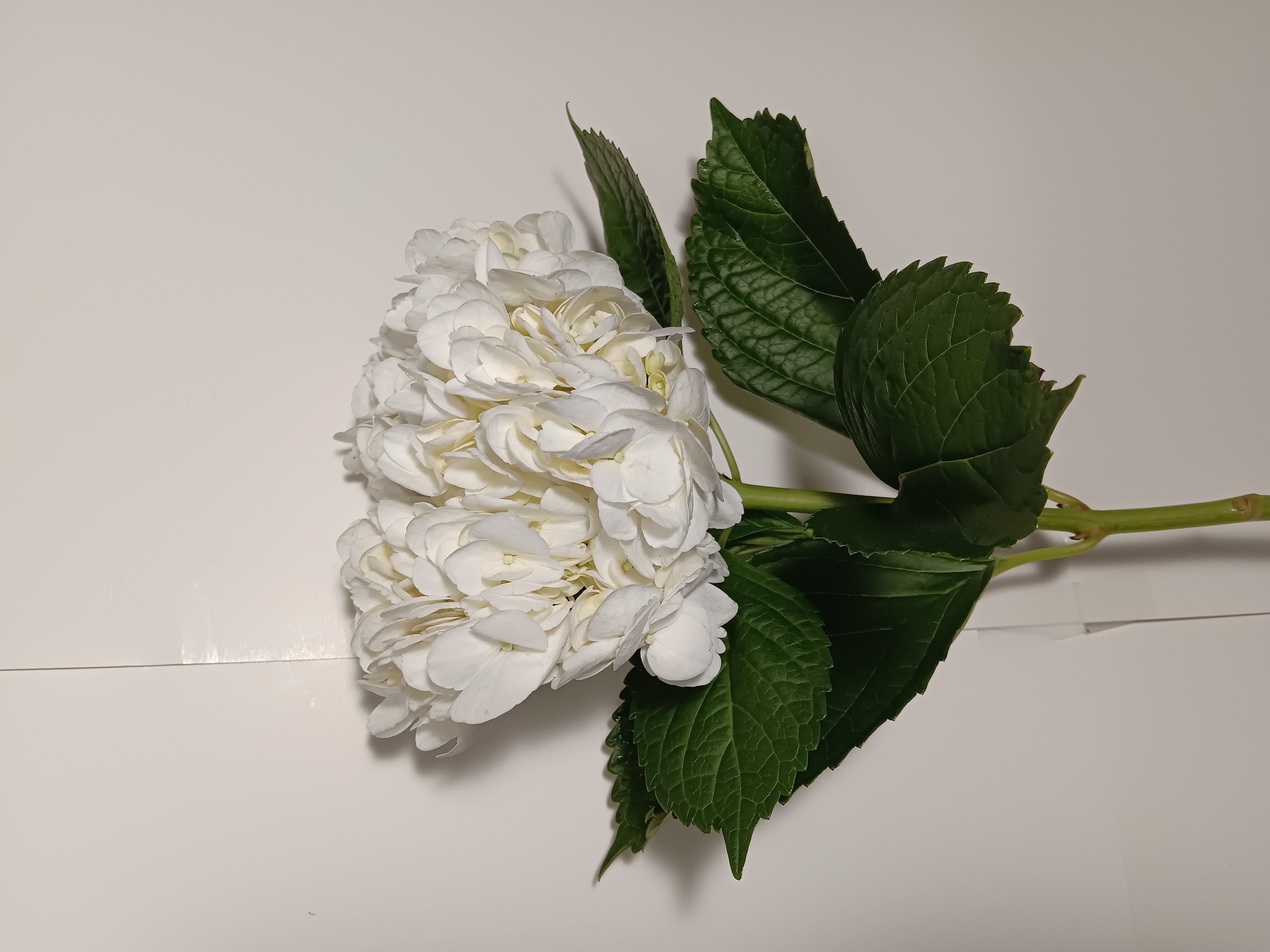 Hydrangea