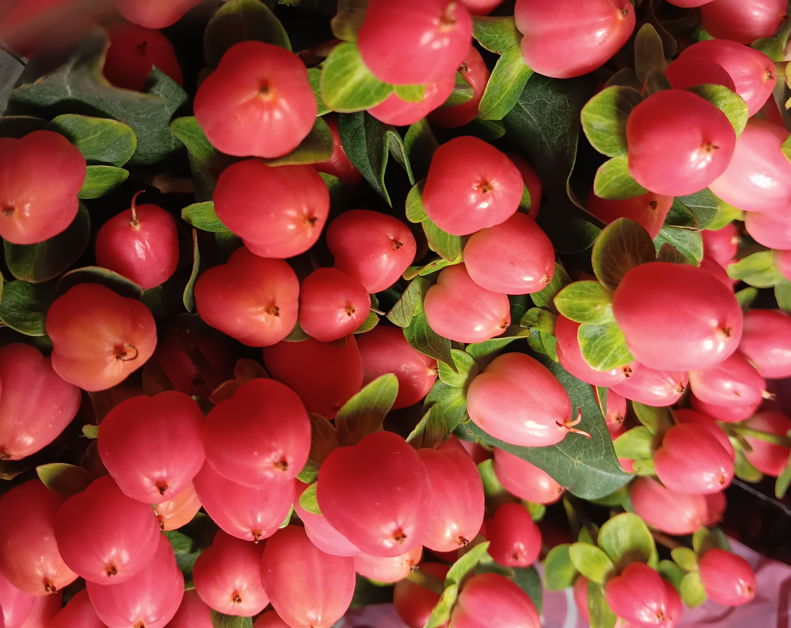 Hypericum