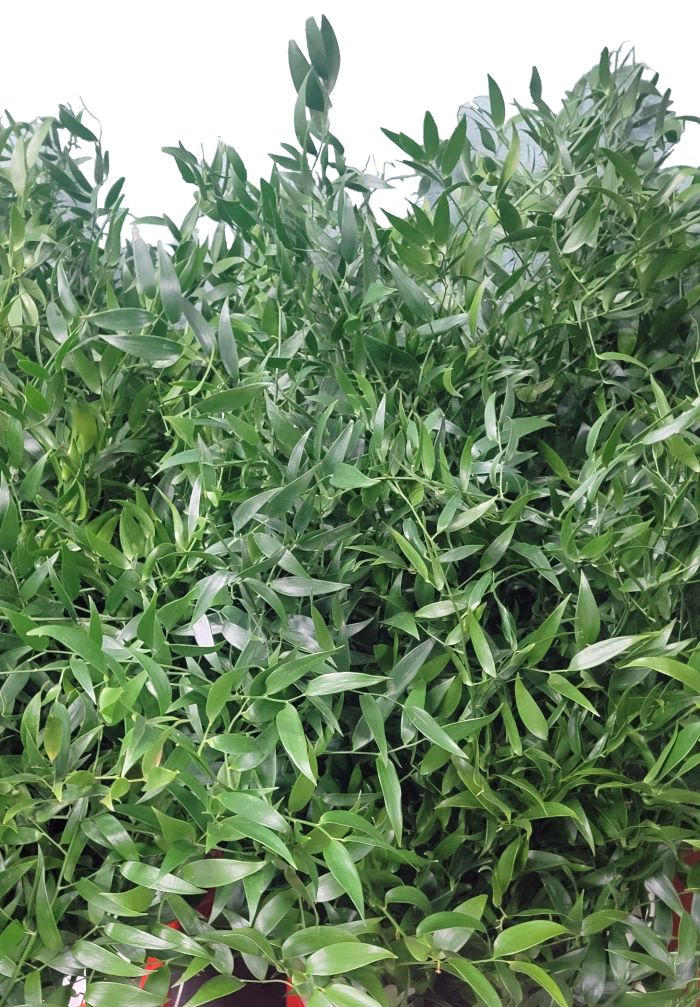 Italian Ruscus