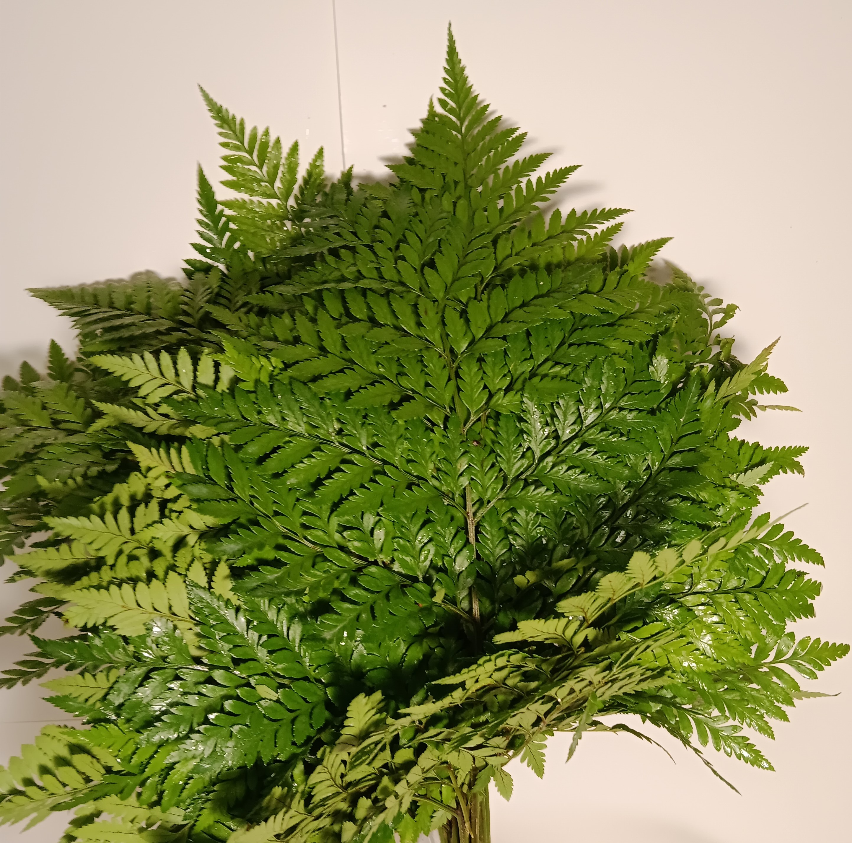 Leather Leaf