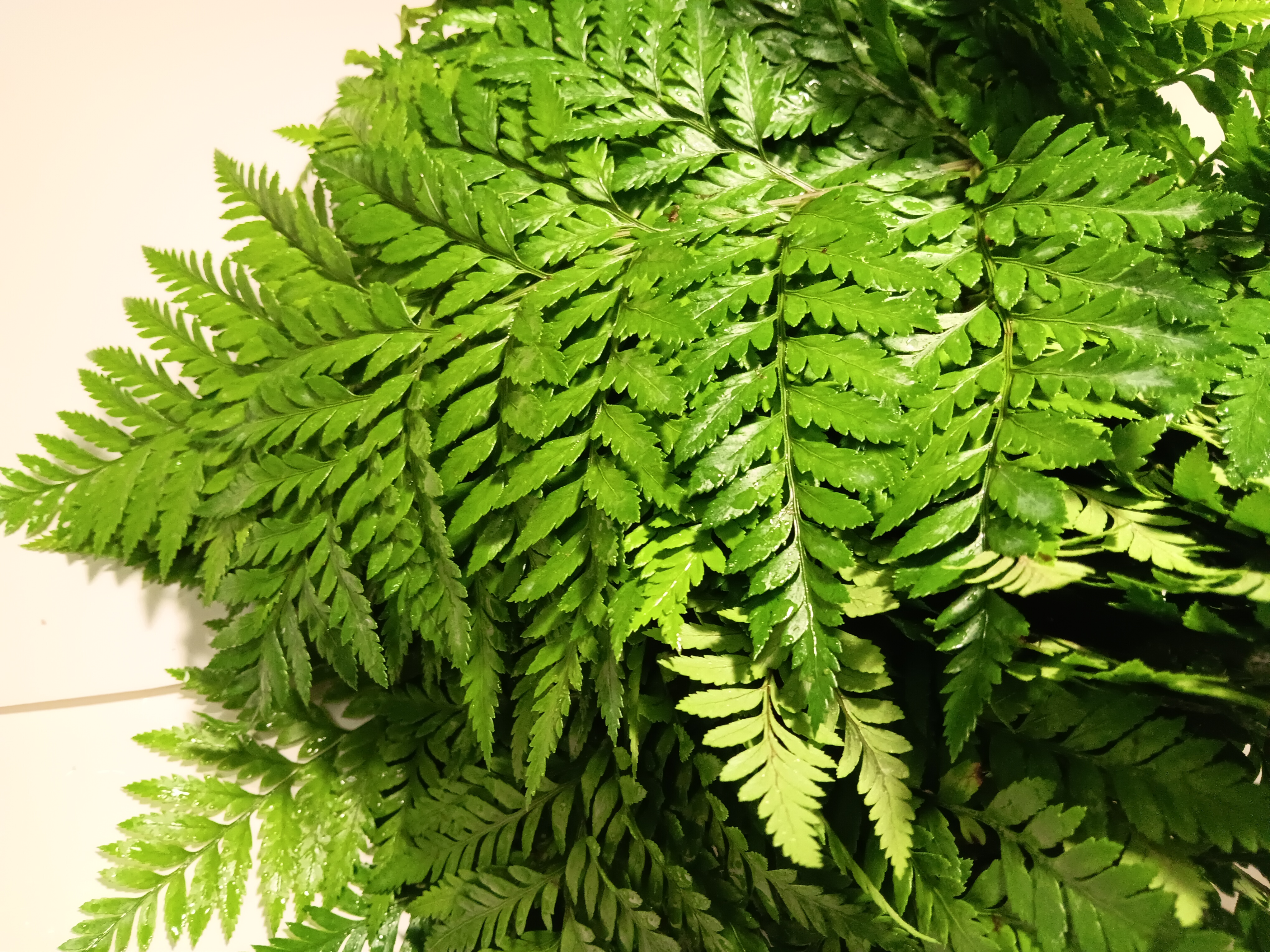 Leather Leaf